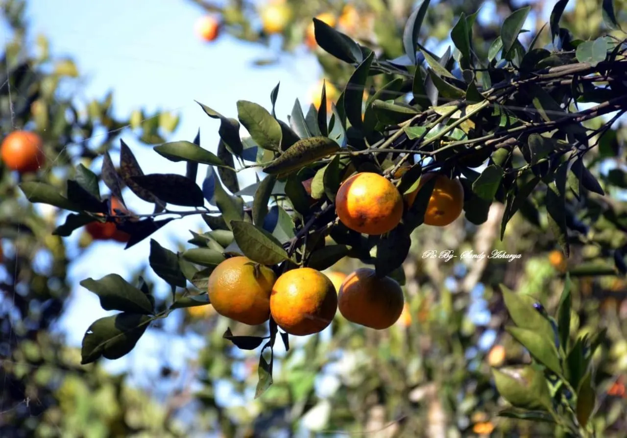 Orange Orchard