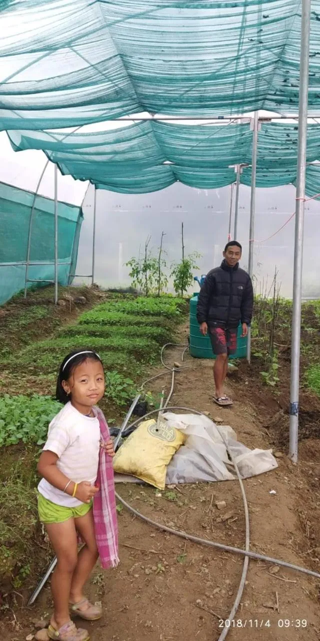 Orange Orchard