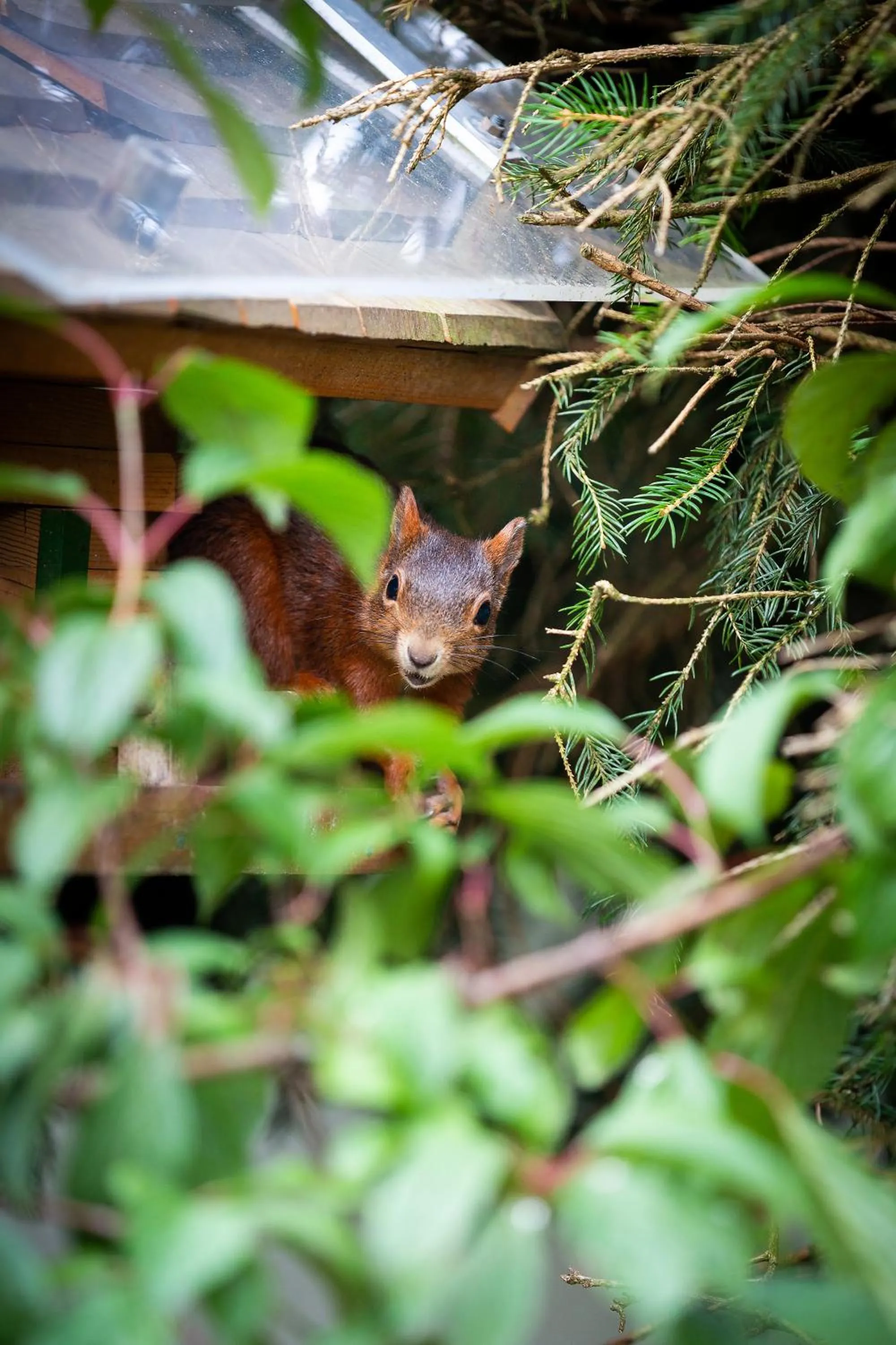 Animals in Hotel Silberdistel