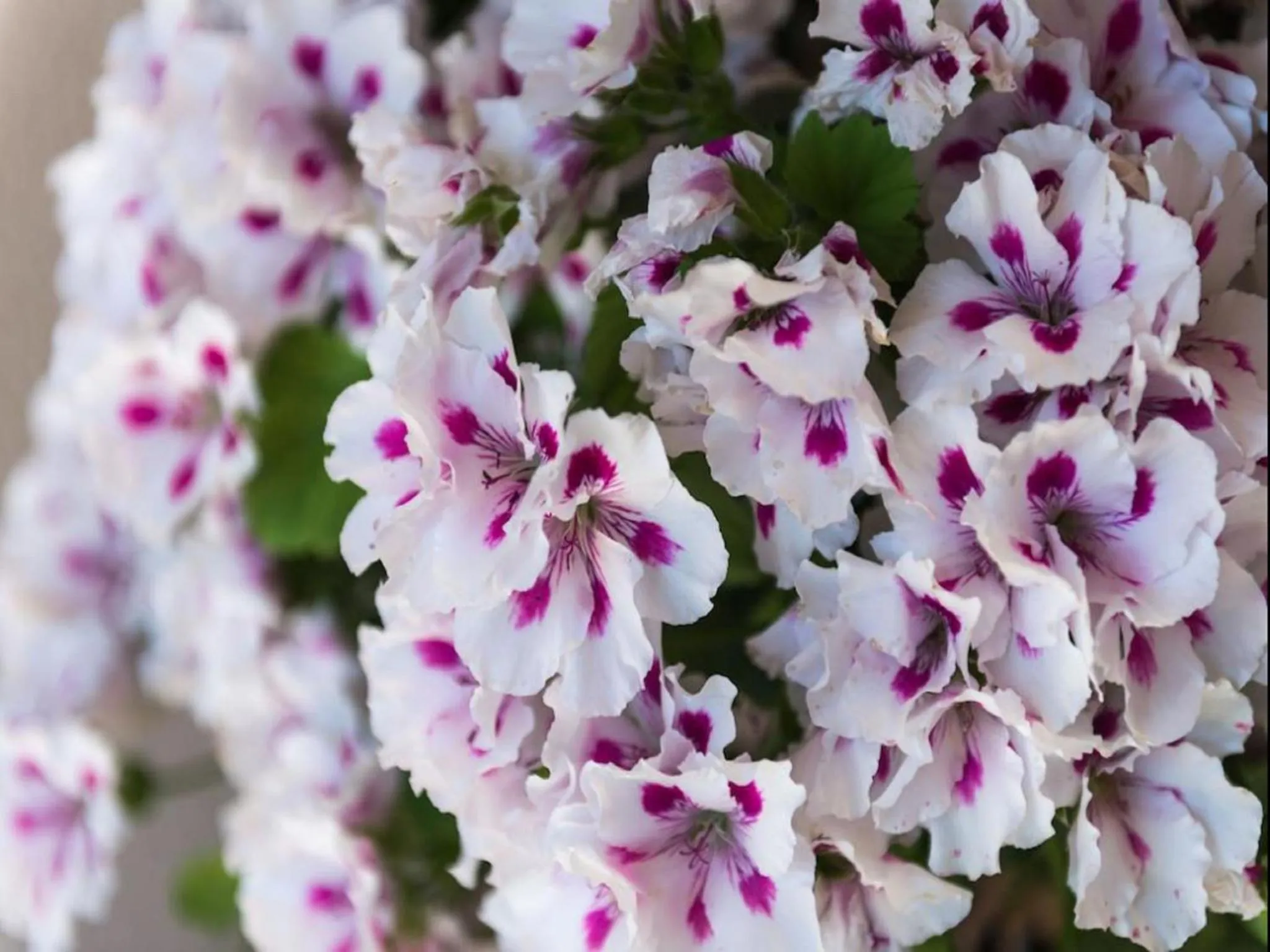 Other in Apartment Garden M&M