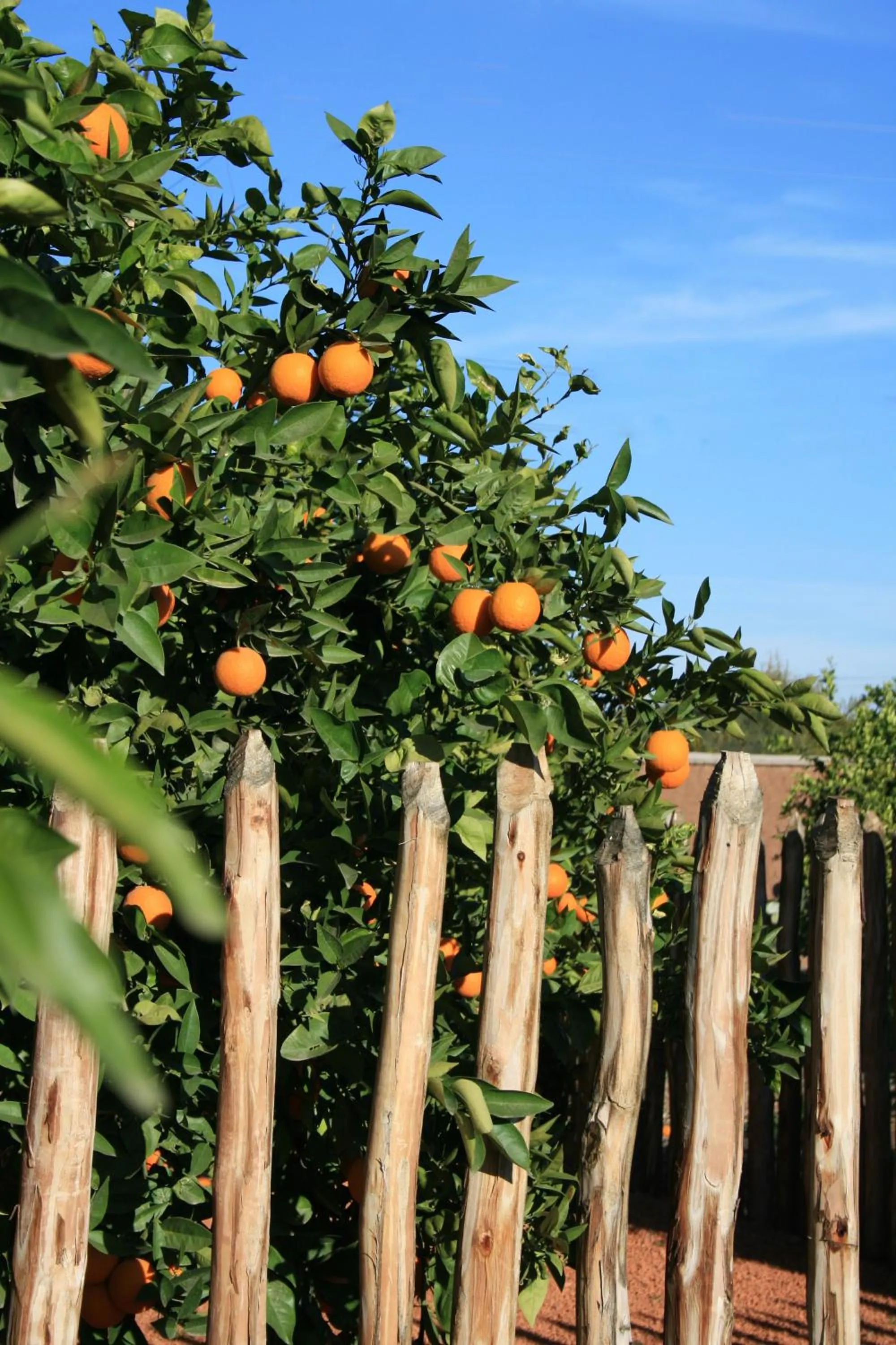 Natural landscape in Casa Taos