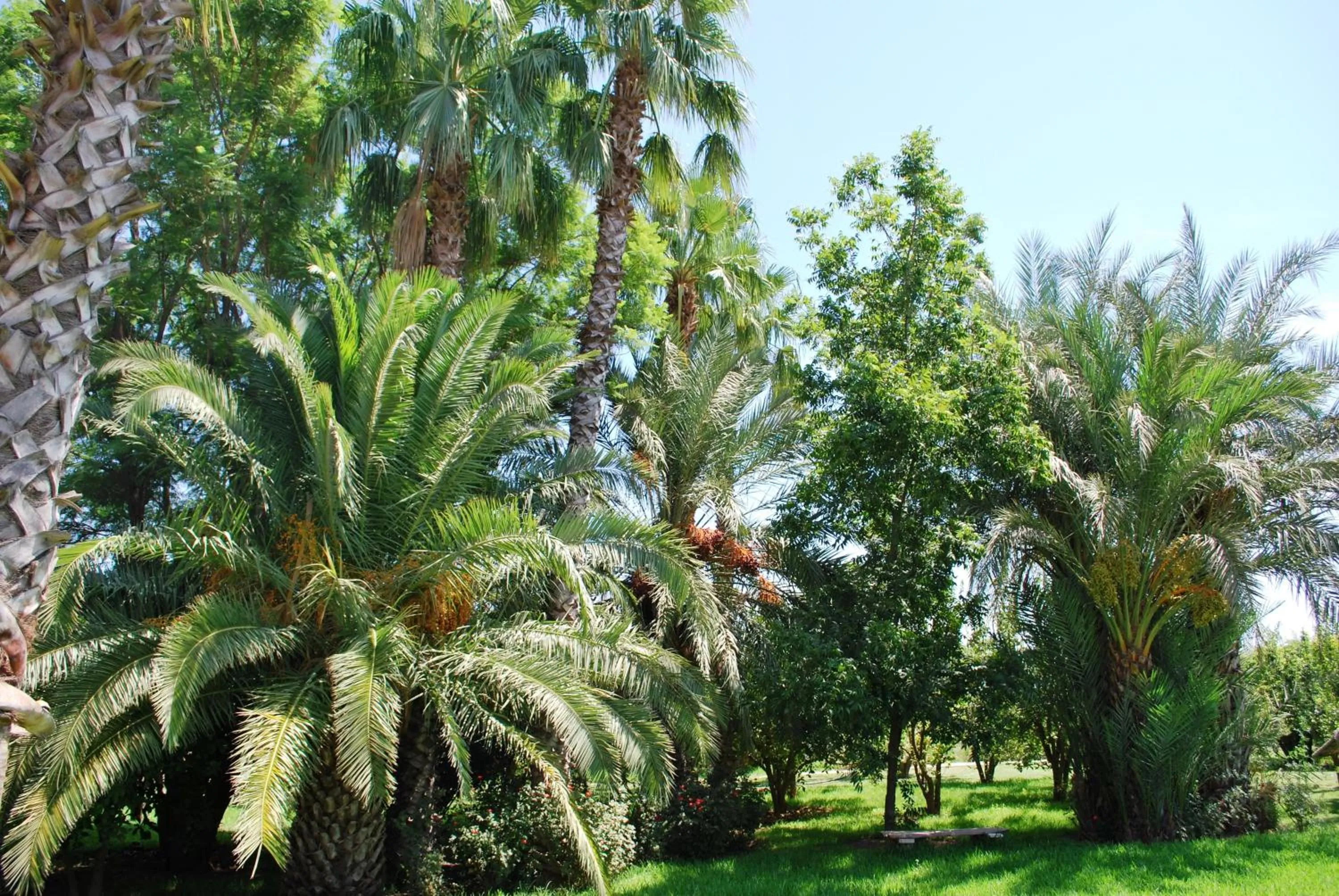 Garden in Casa Taos