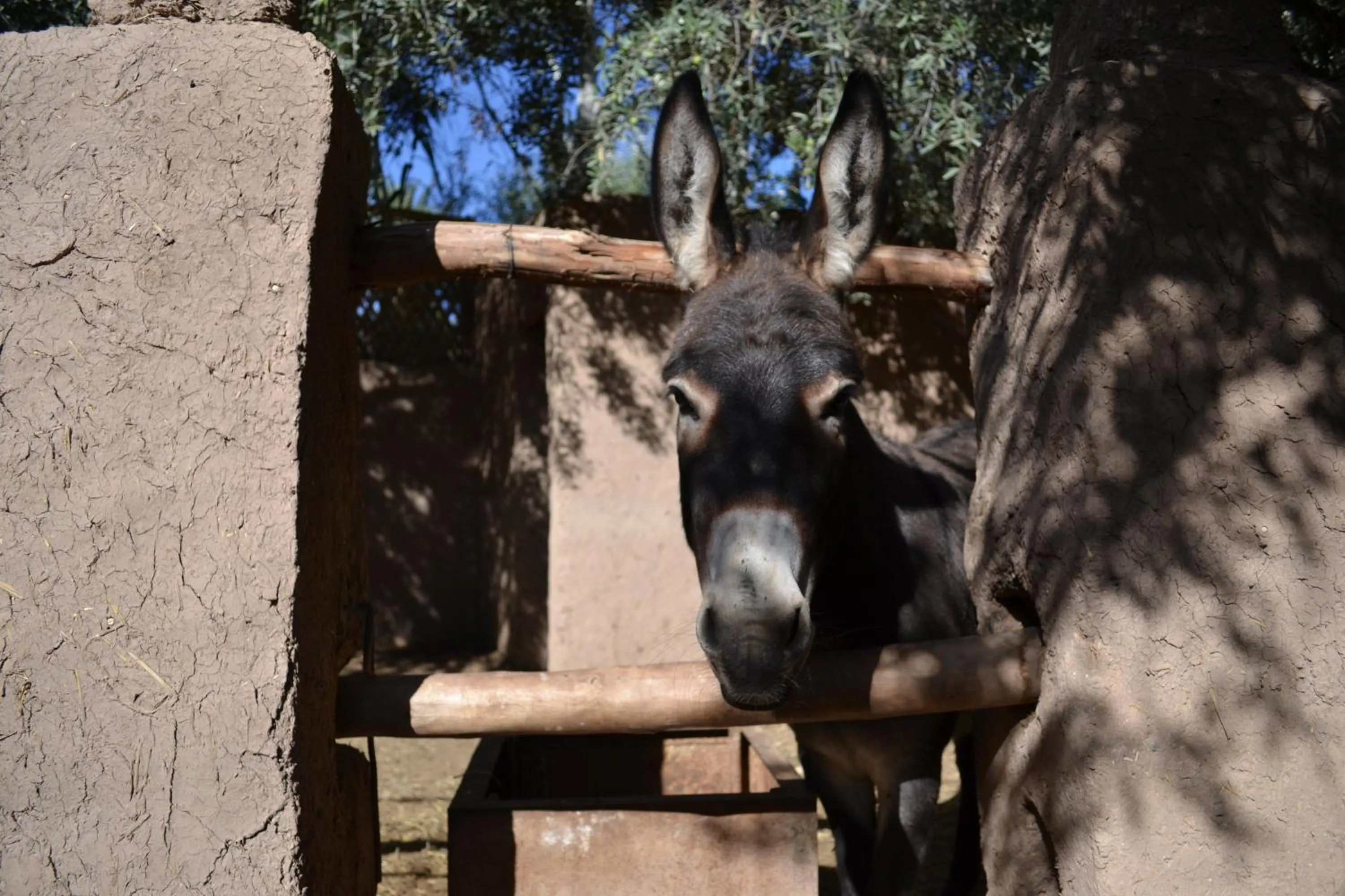 Animals in Dar Lorkam