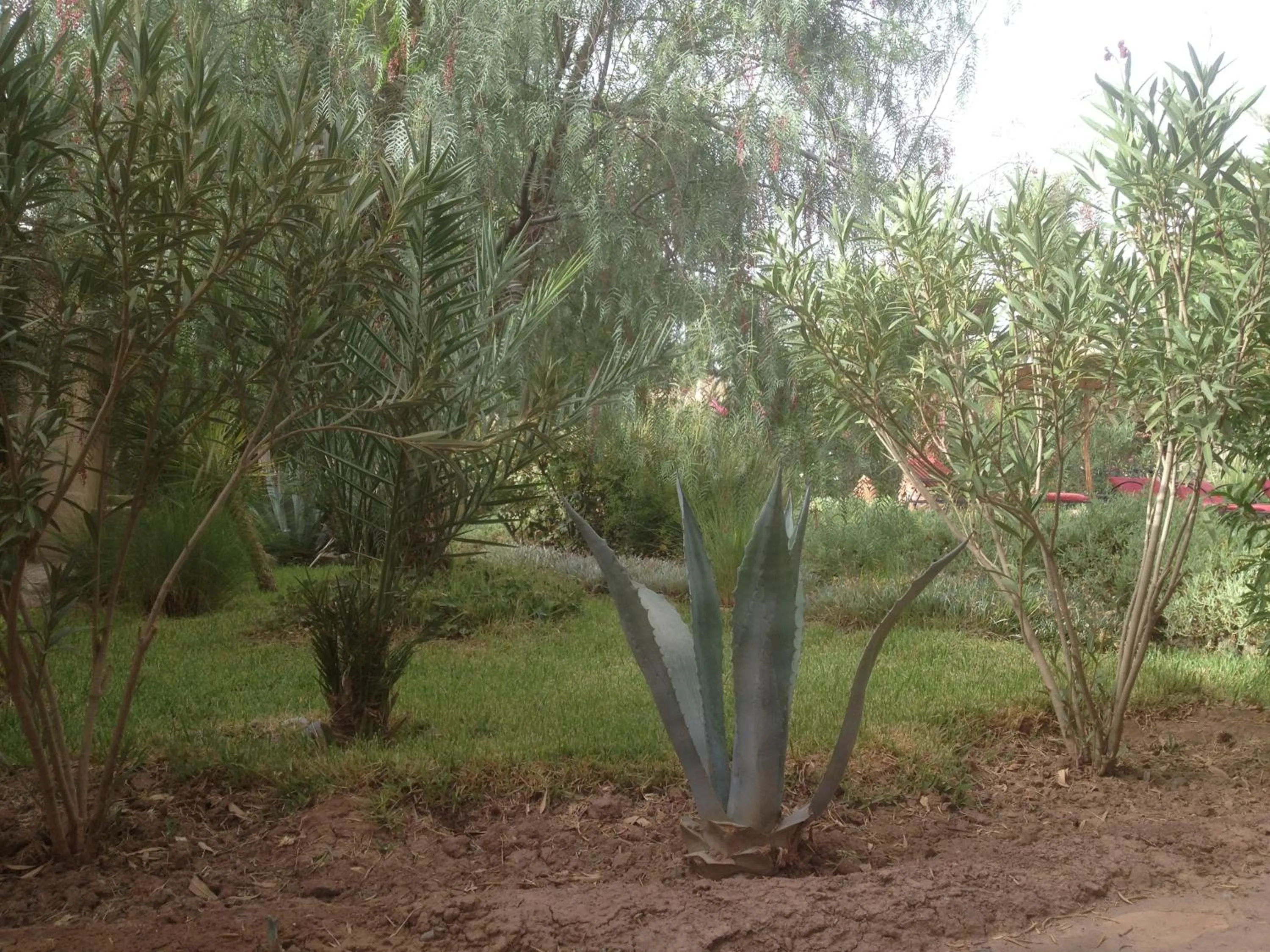Garden in Dar Lorkam