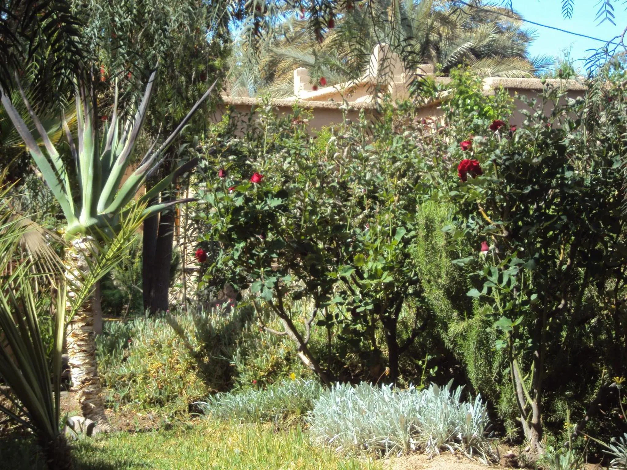 Garden in Dar Lorkam