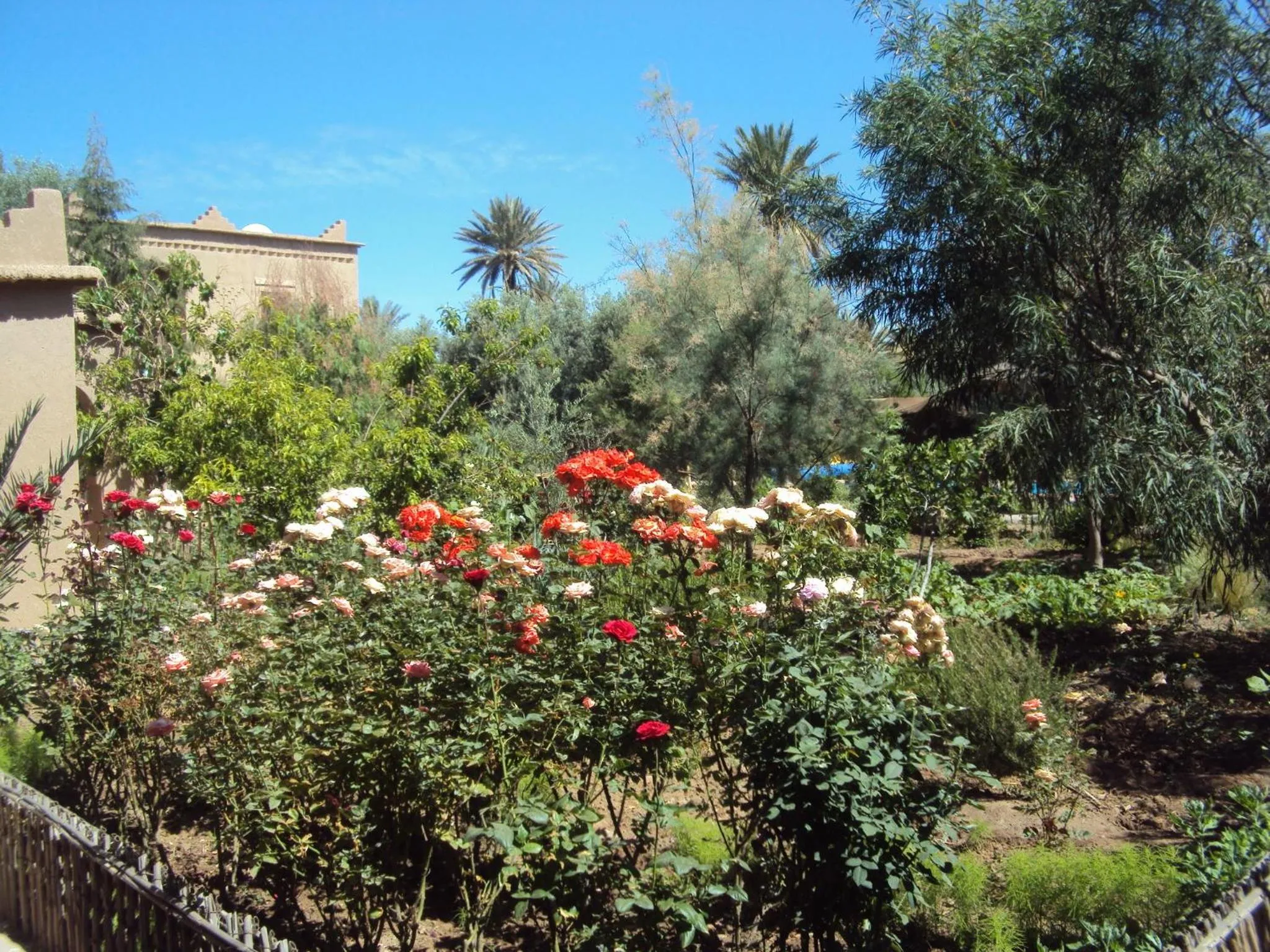Garden in Dar Lorkam