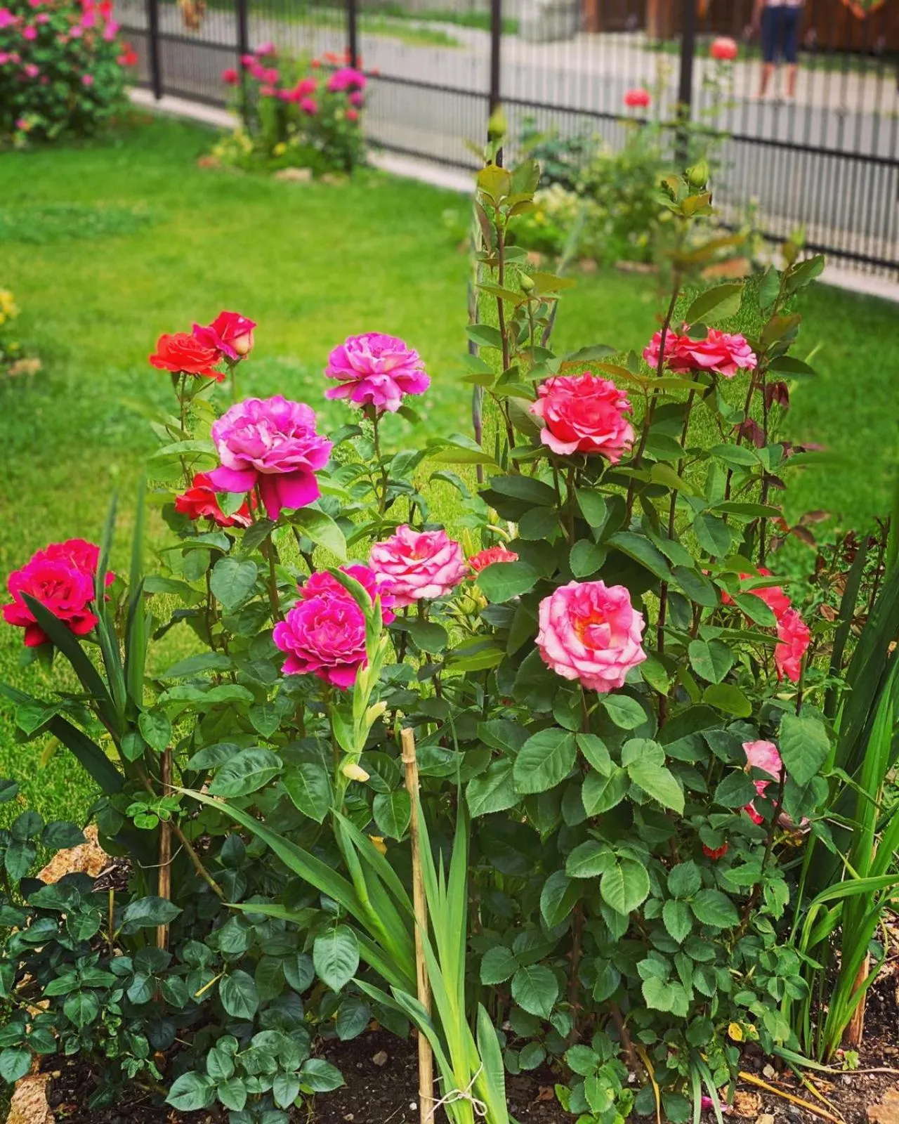 Garden in Maison Platanus