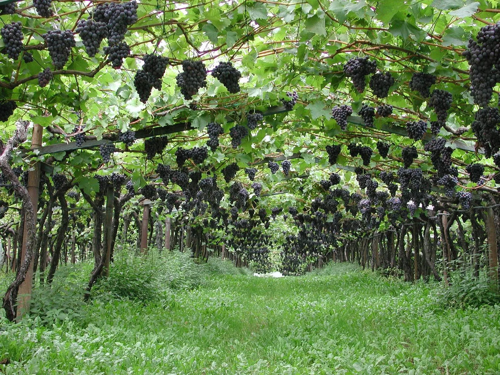 Area and facilities in Hotel Thalhof am See