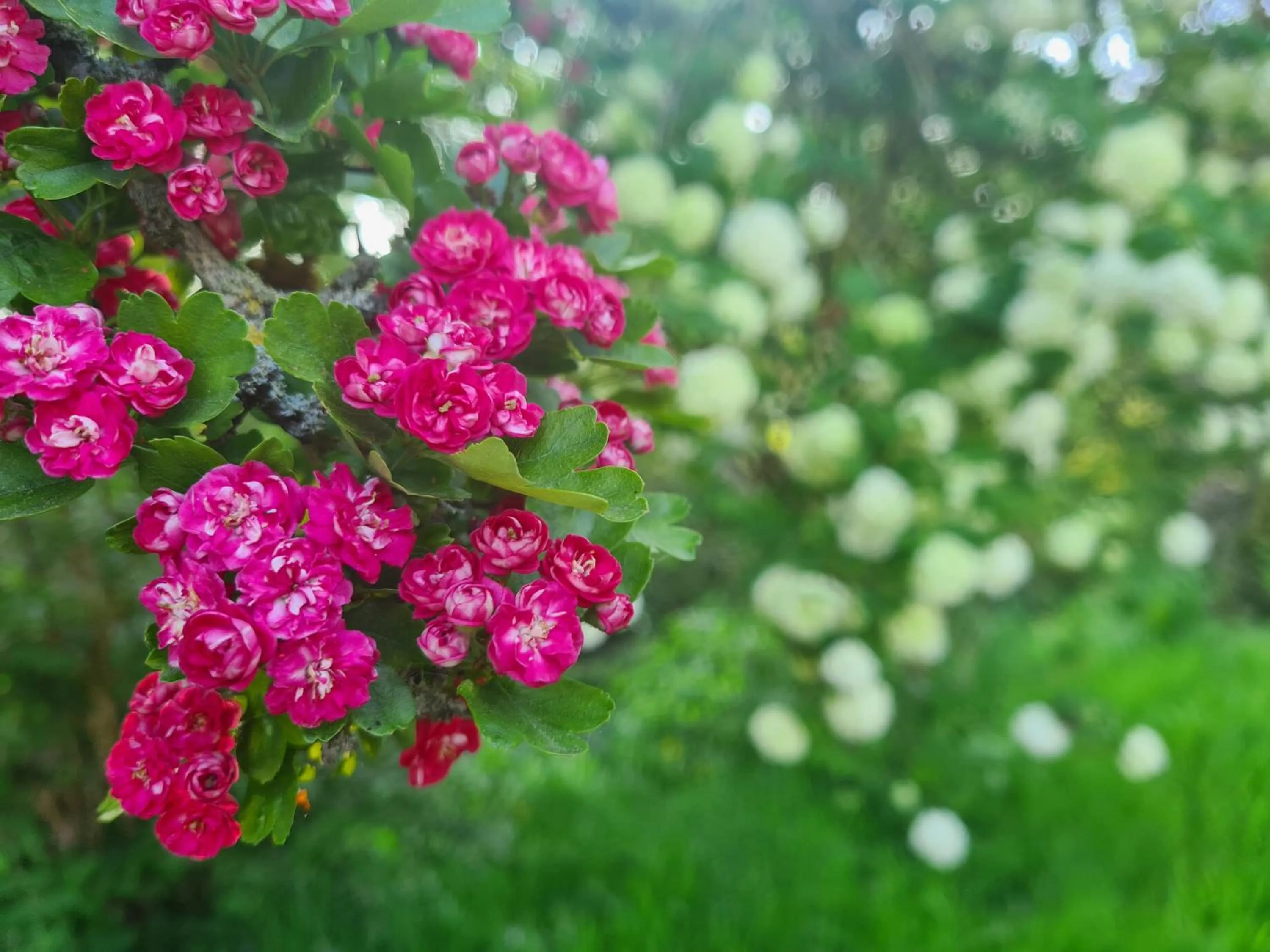 Kêr Neizh Breizh - Gîtes de Charme - Le Petit Châtelier