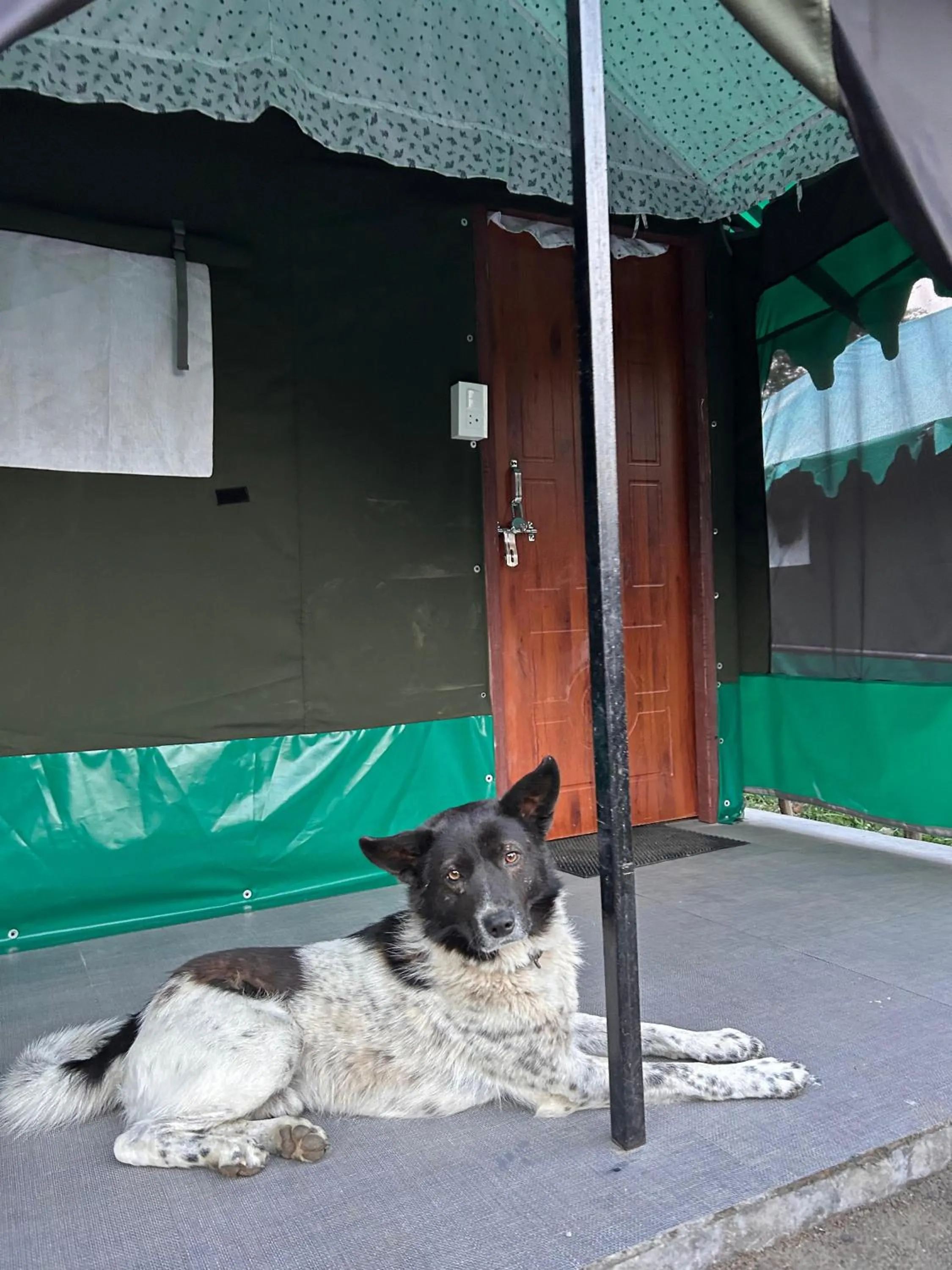 Pets in Monkey Mud House and Camps, Bir