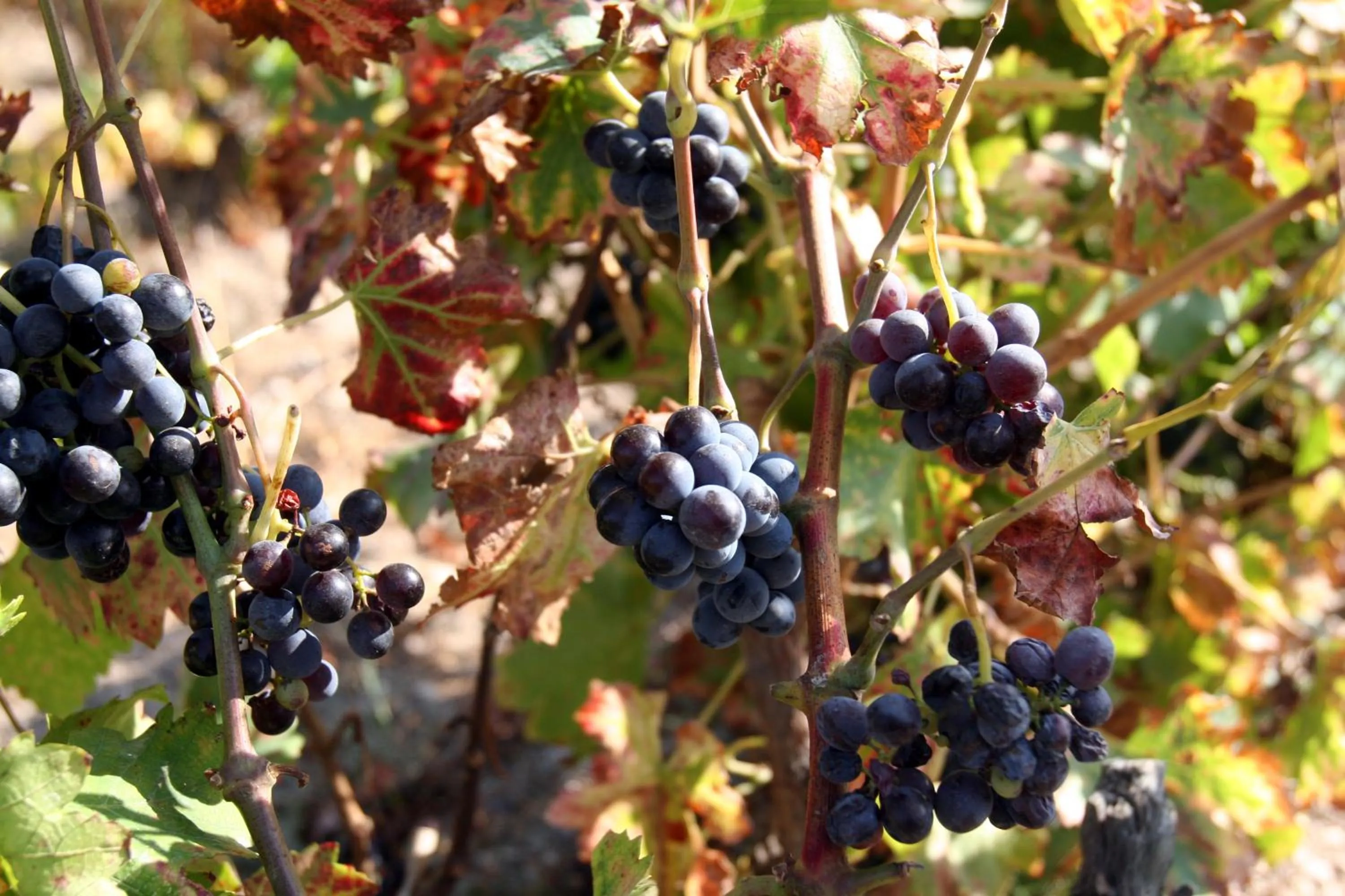 Le Vieux Moulin de Jouques