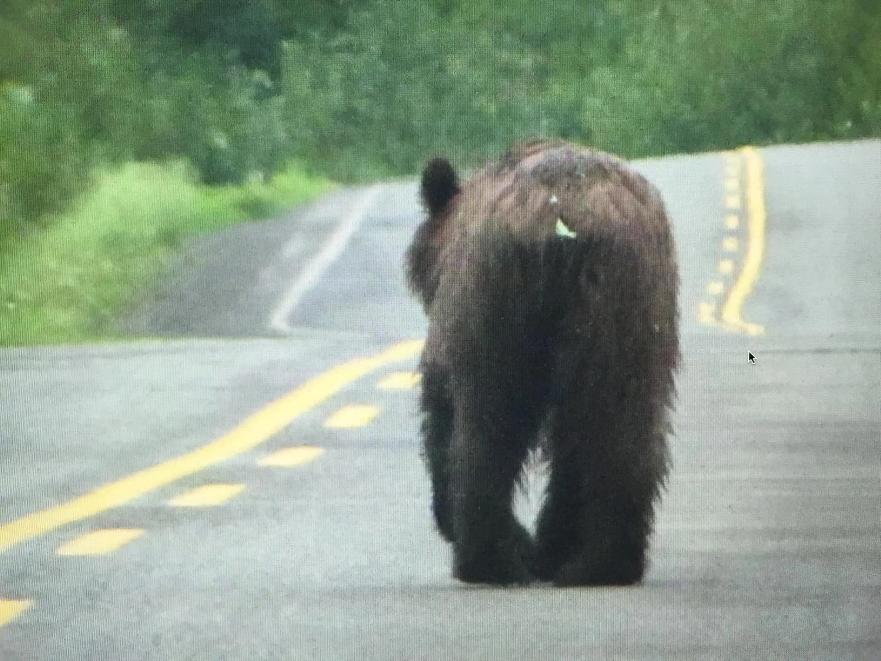 Animals in Historic Hotel Bayview