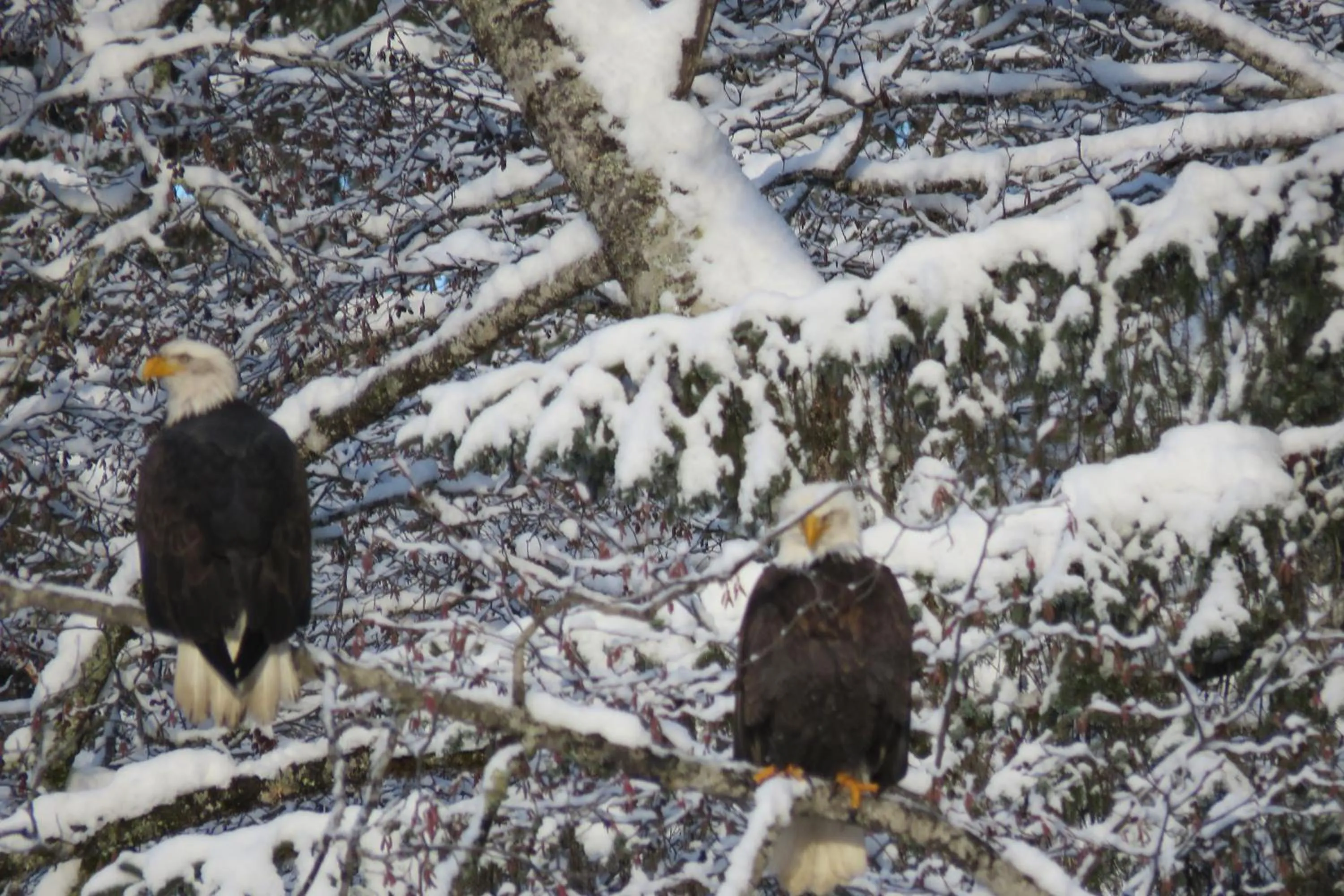 Animals in Historic Hotel Bayview