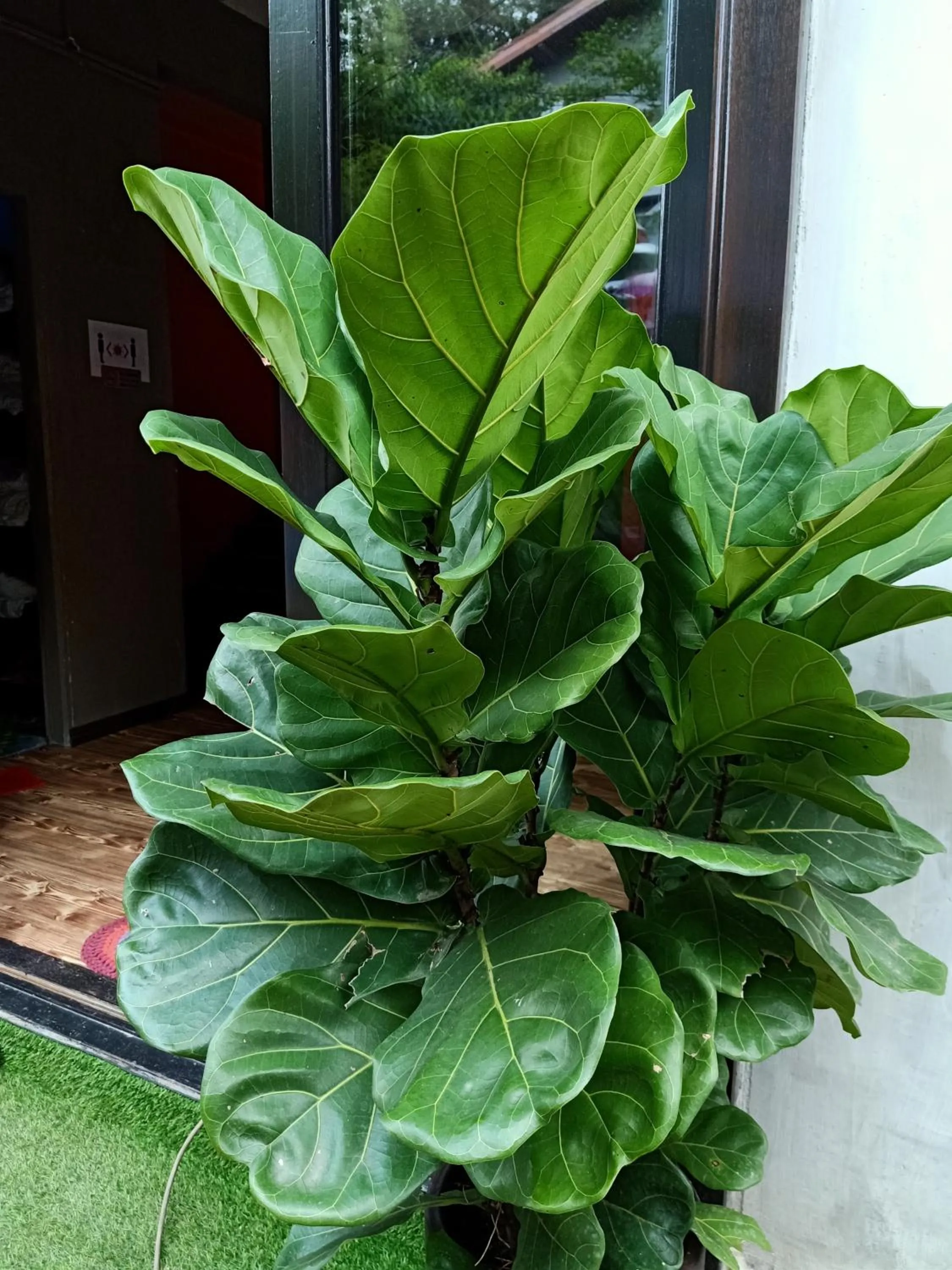 Tc theme park Guest house