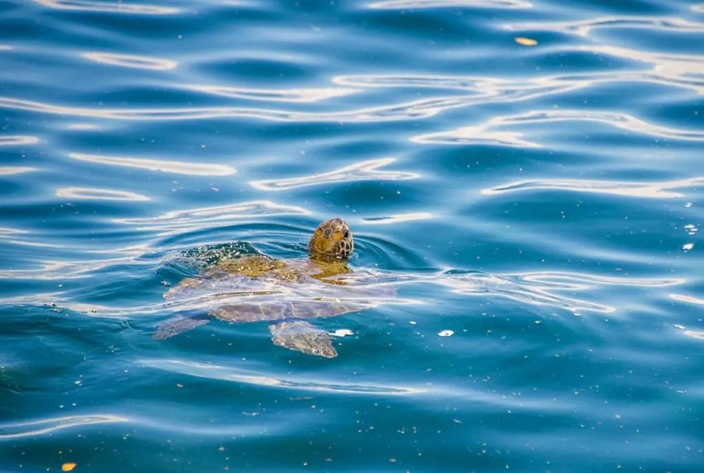 Animals in Mar da Lua