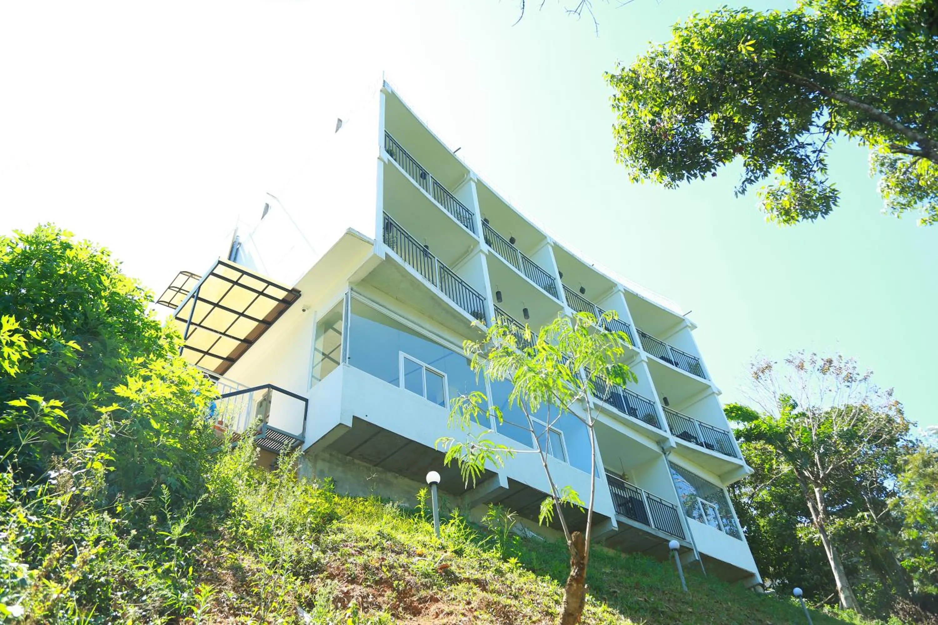 Palmtree Leaf, Munnar