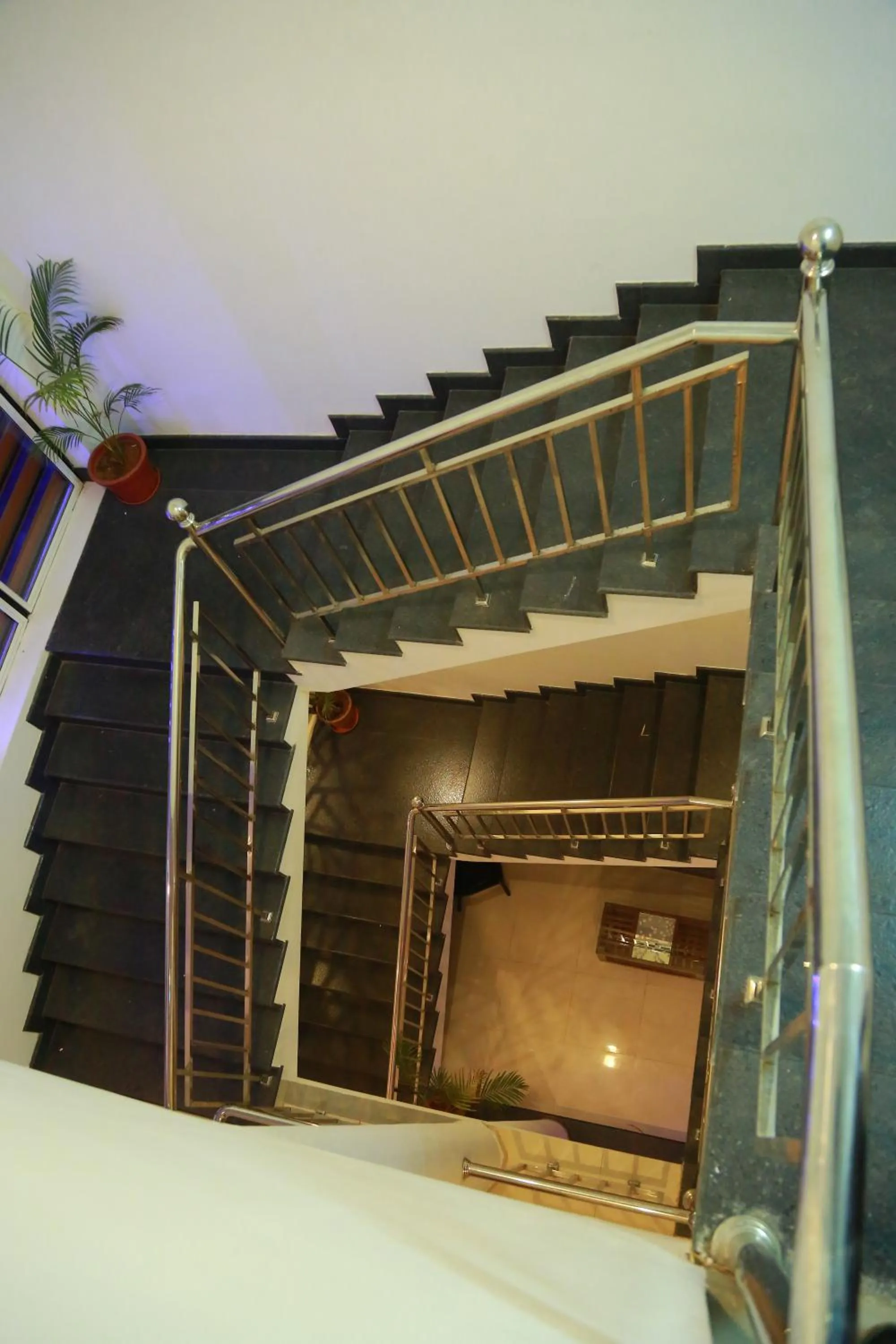 Palmtree Leaf, Munnar