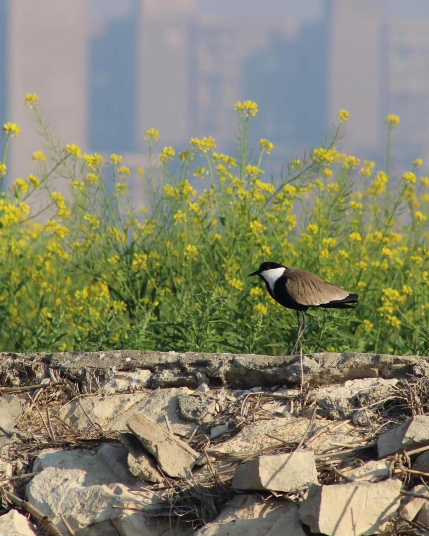 Zad El Mosafer Guest House