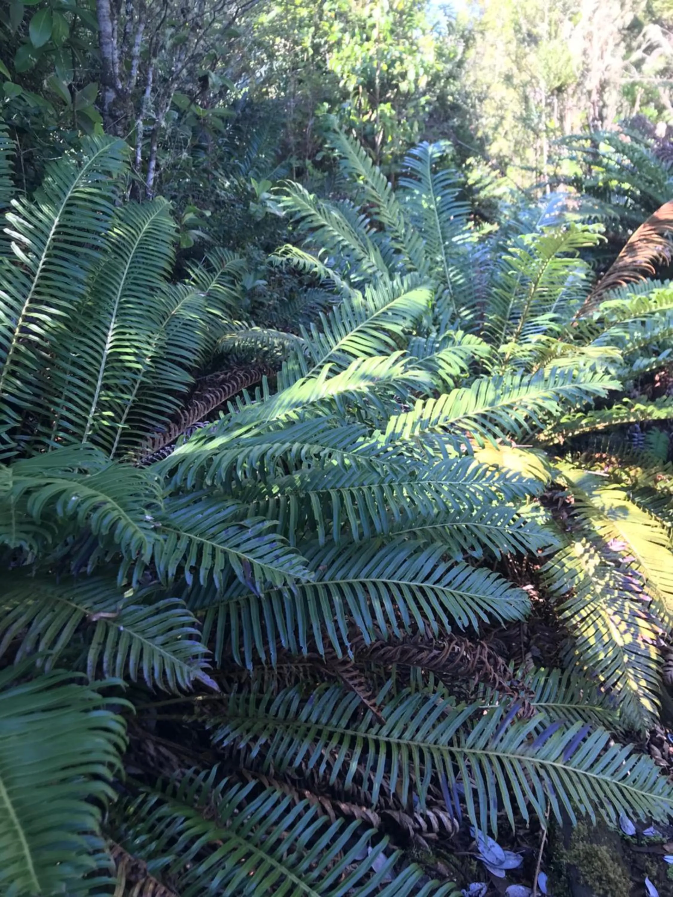 Hiking in Parque la Pajarera