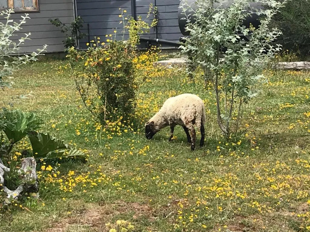 Animals in Parque la Pajarera