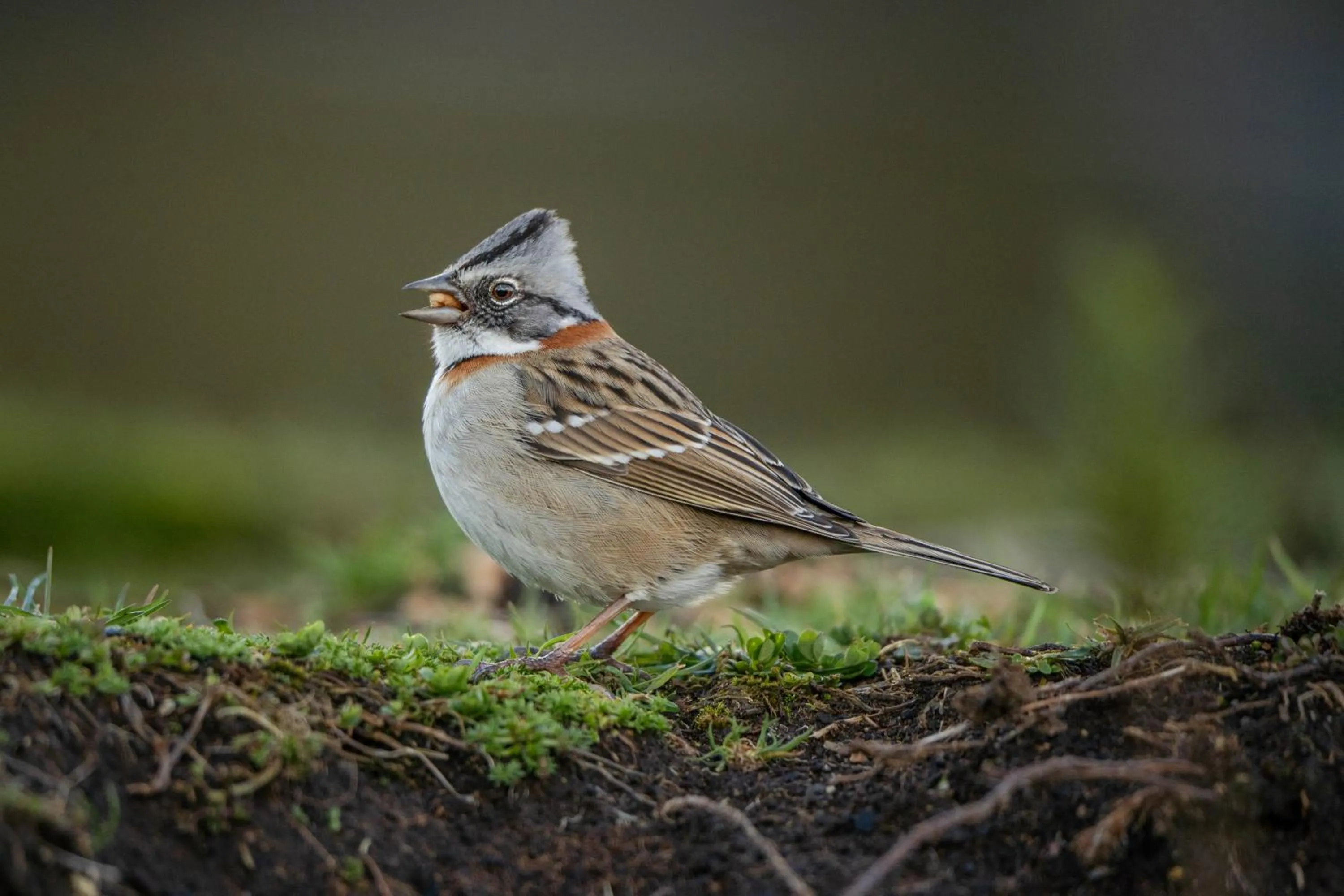 Animals in Parque la Pajarera