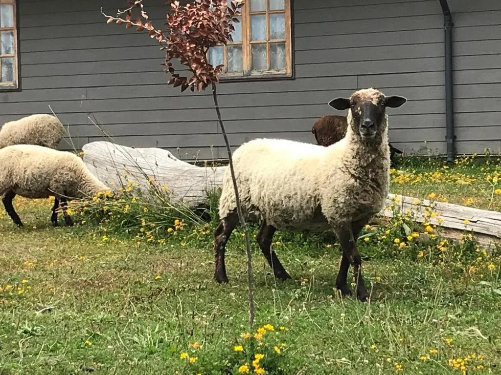 Animals in Parque la Pajarera
