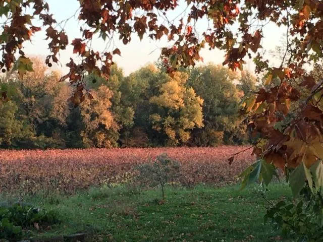 Autumn in Mas des Armouriers