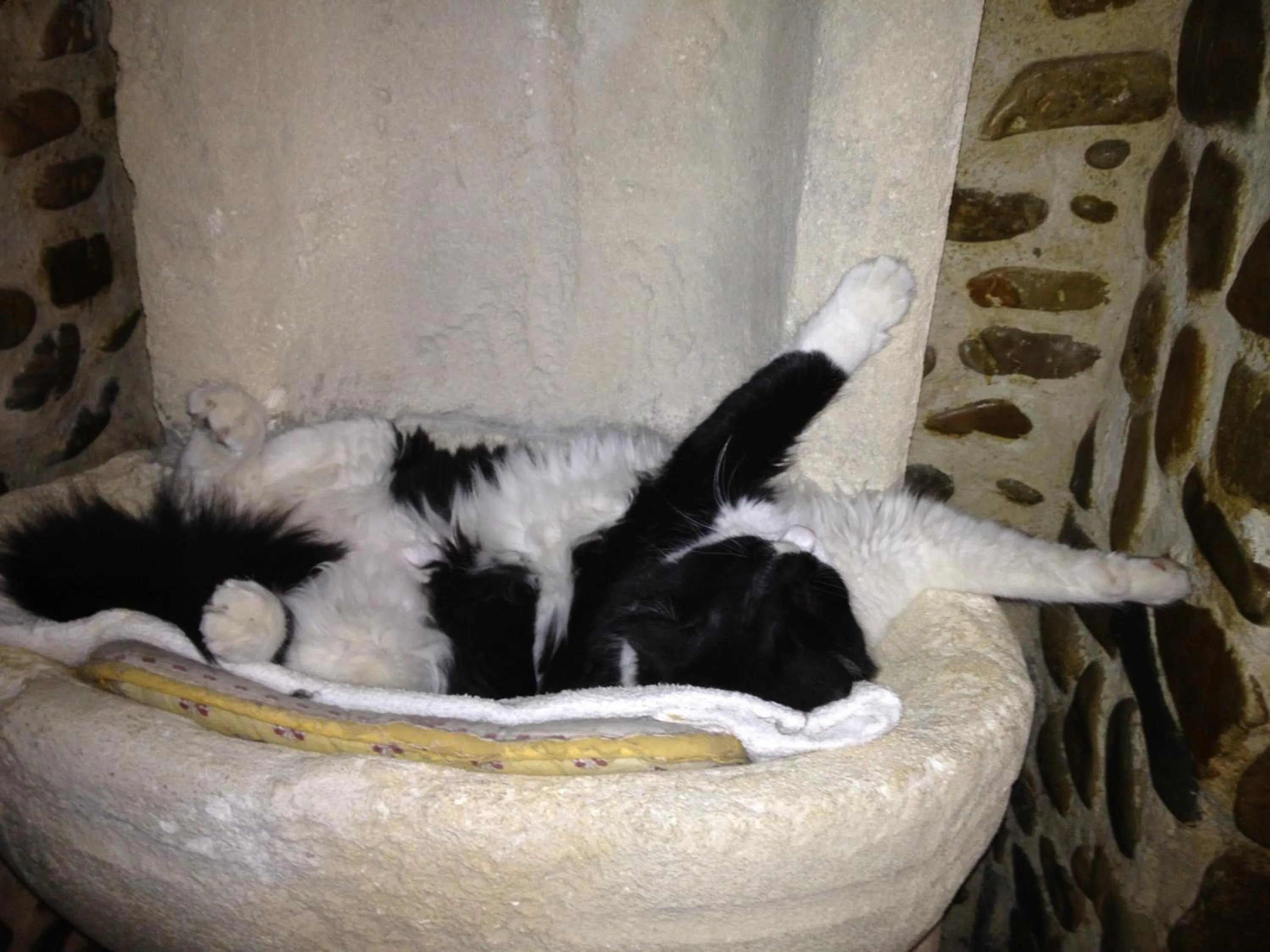 Pets in Mas des Armouriers