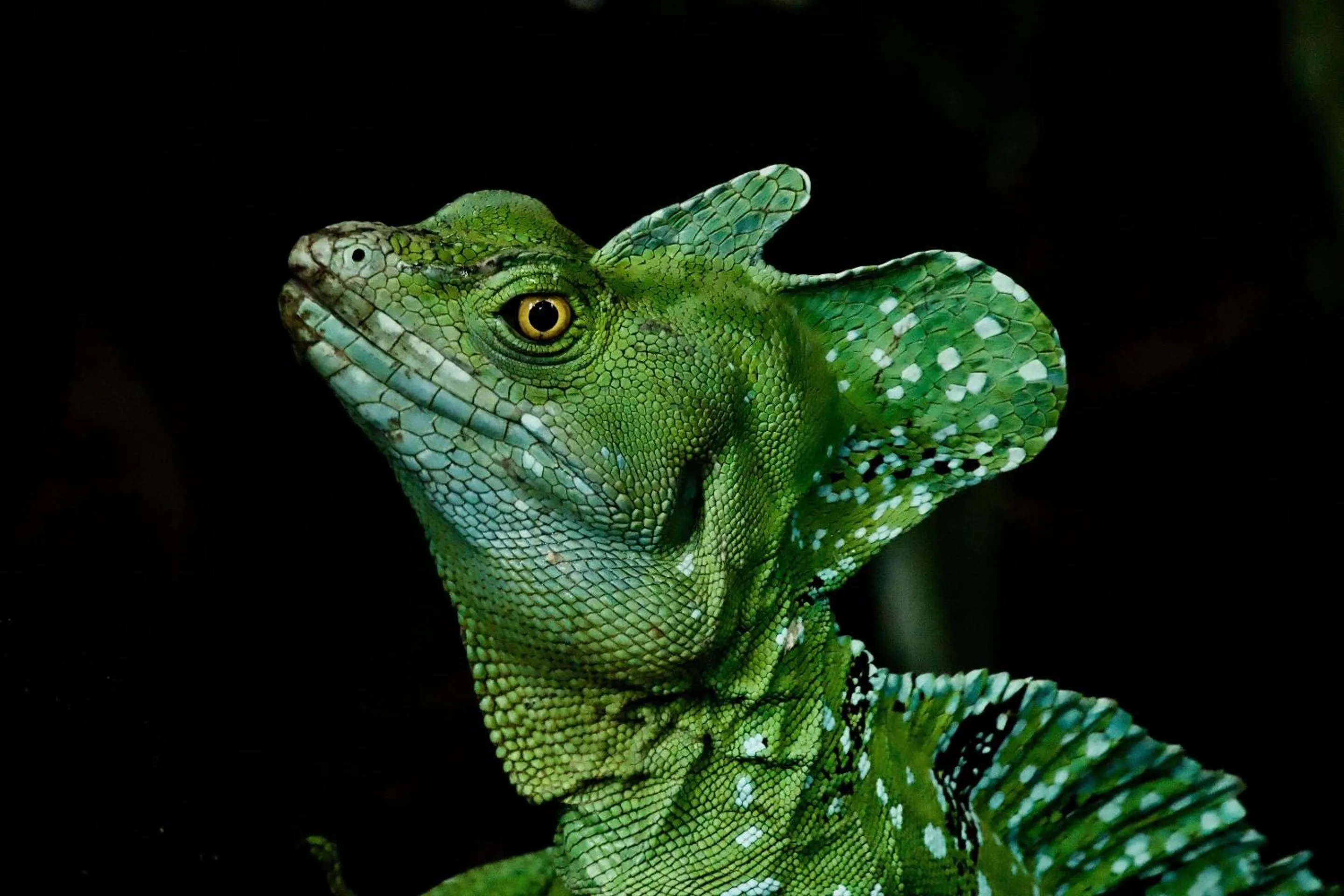 Animals in Ecolirios Boutique Hotel & Villas