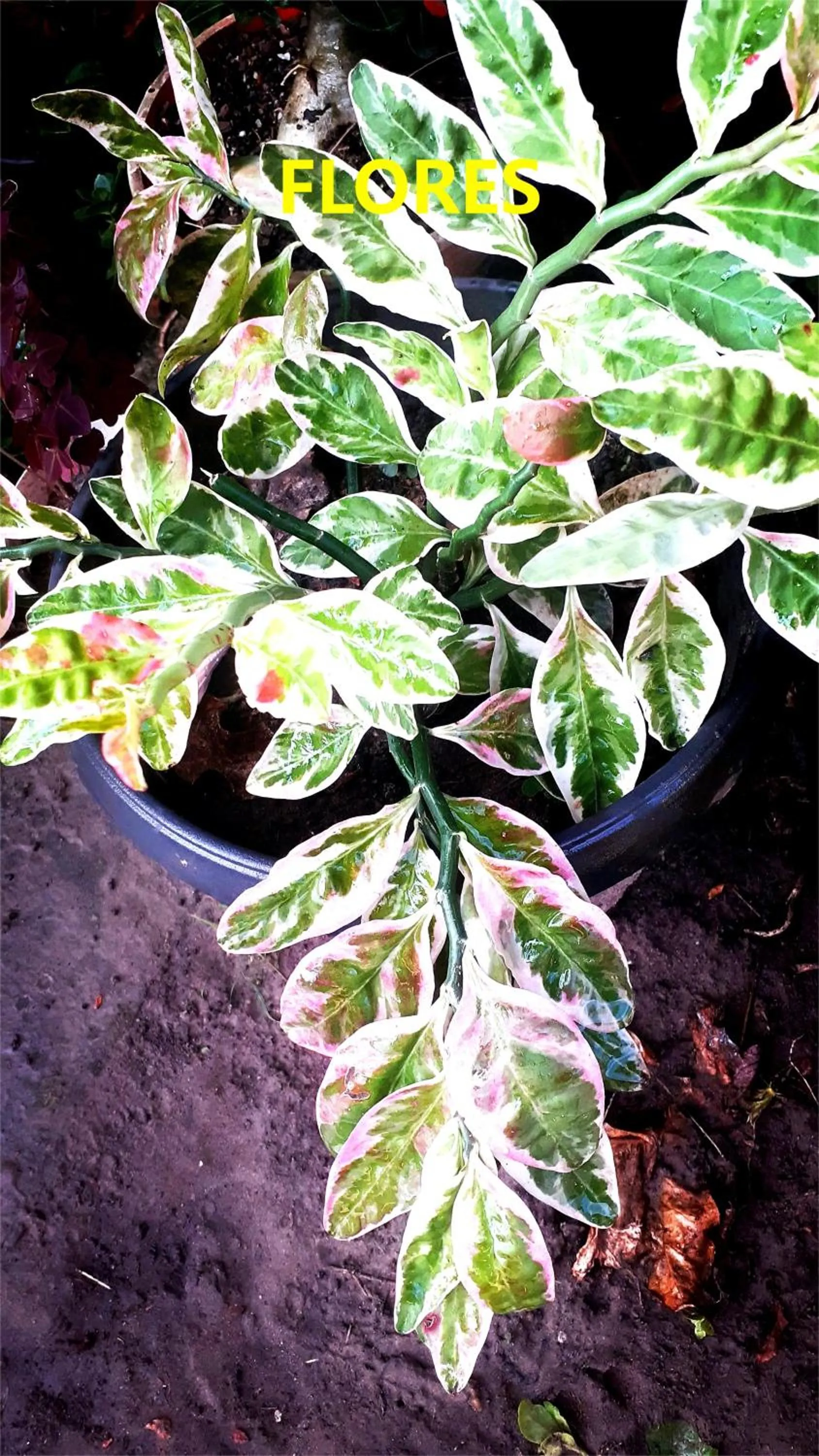 Garden in Pousada Lagoa Flat