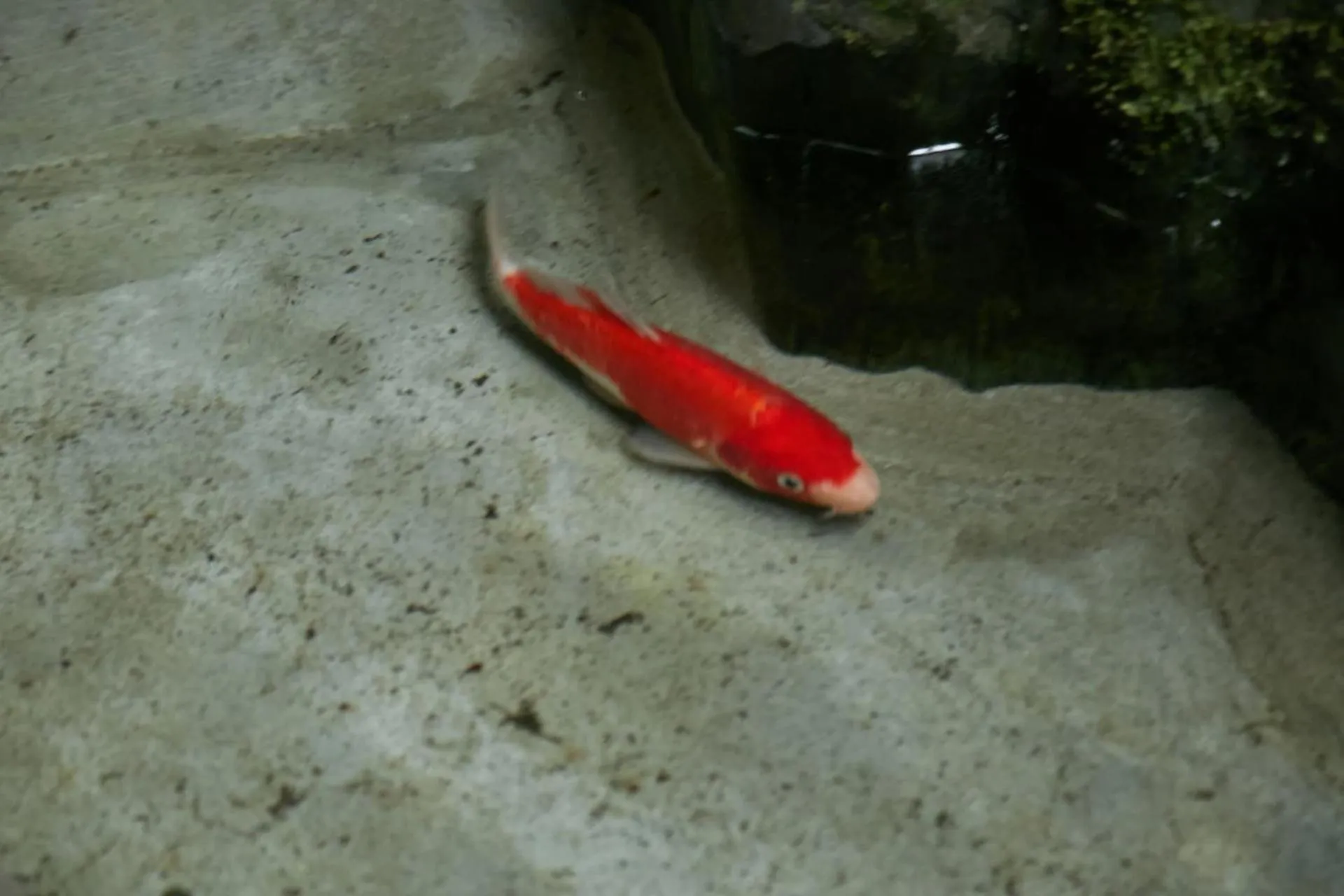 Other in Umeyu no yado by YADORU KYOTO HANARE