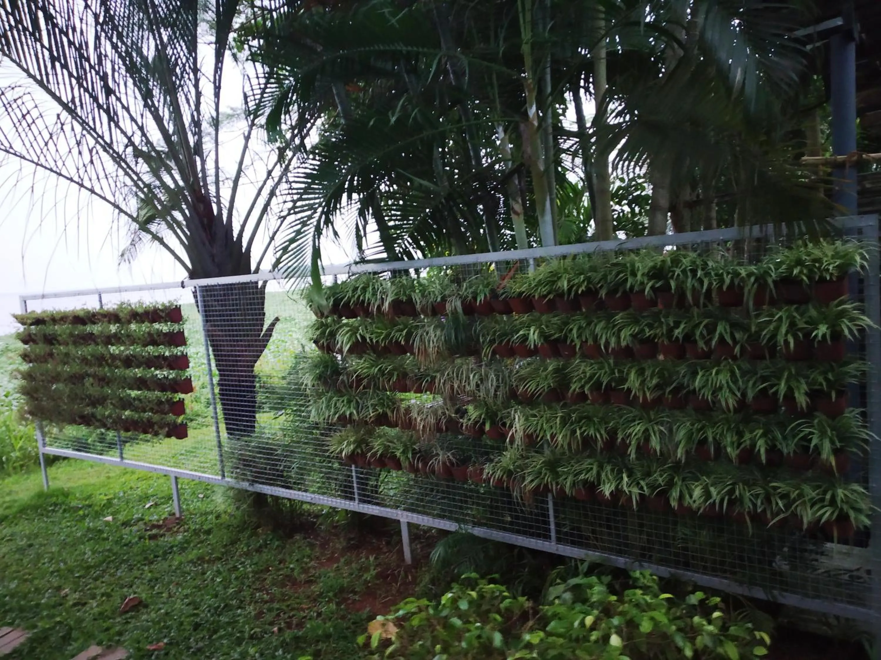 Garden in Deshadan Backwater Resort - The best sunrise view