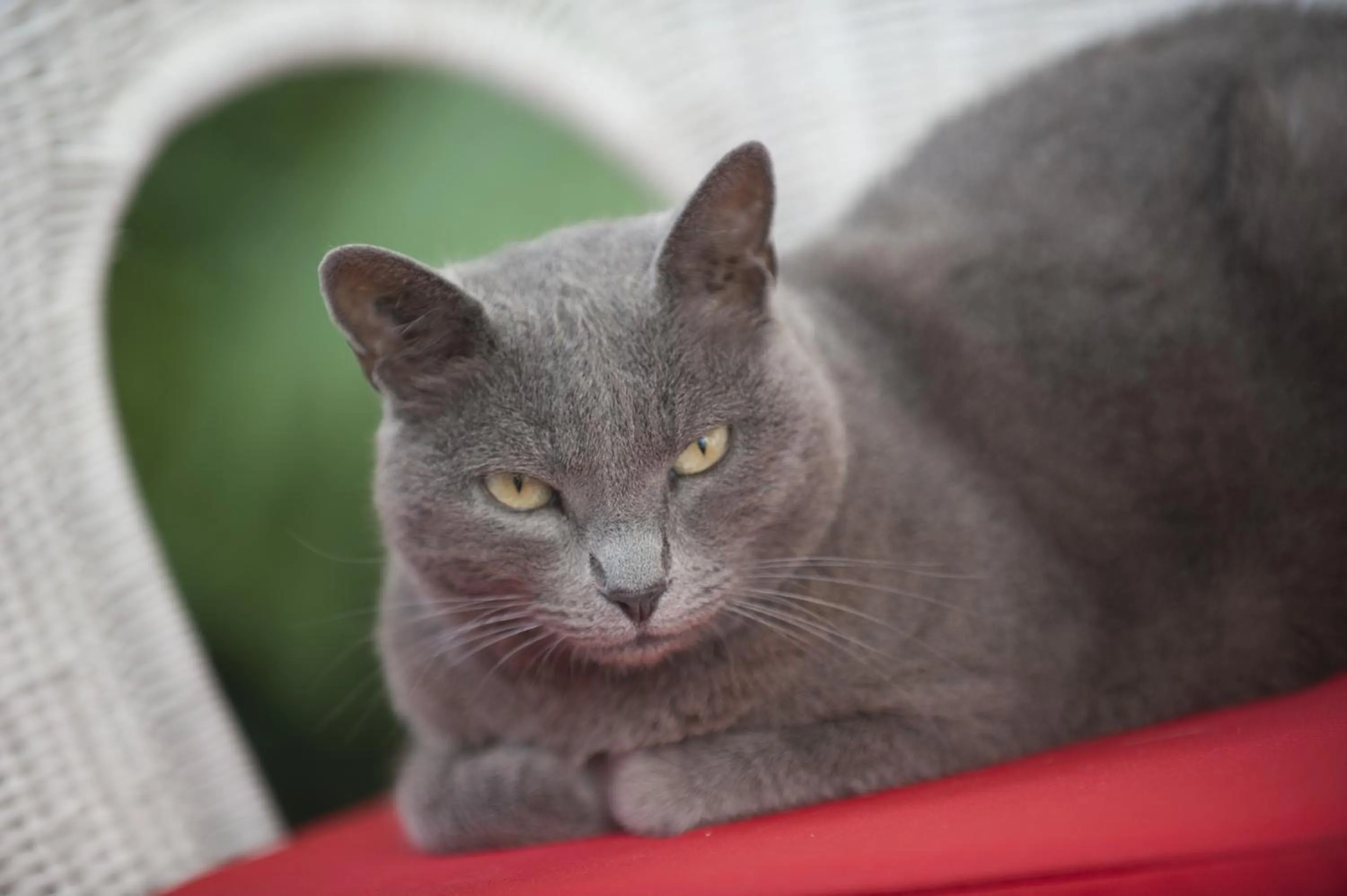La Maison du Peintre en Provence