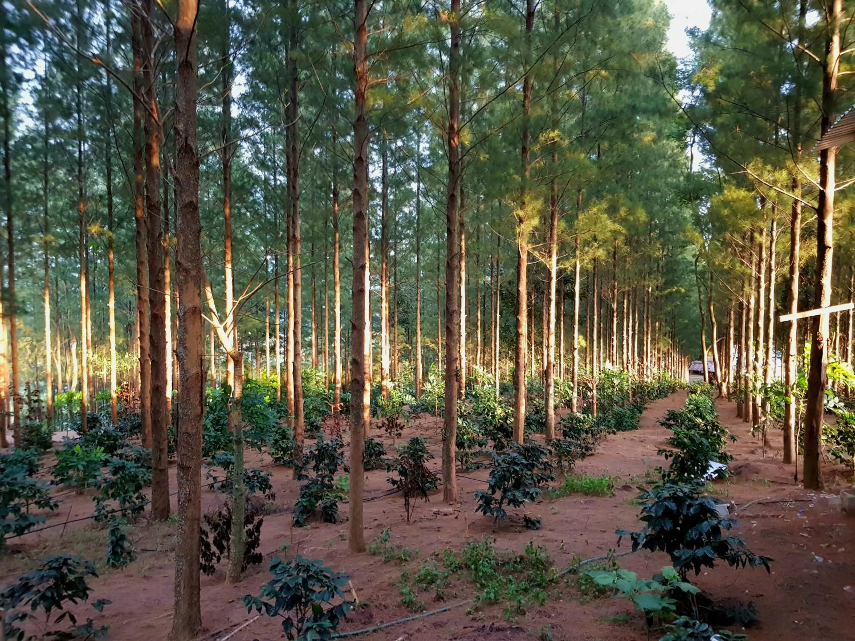 Natural landscape in Villa PaSon