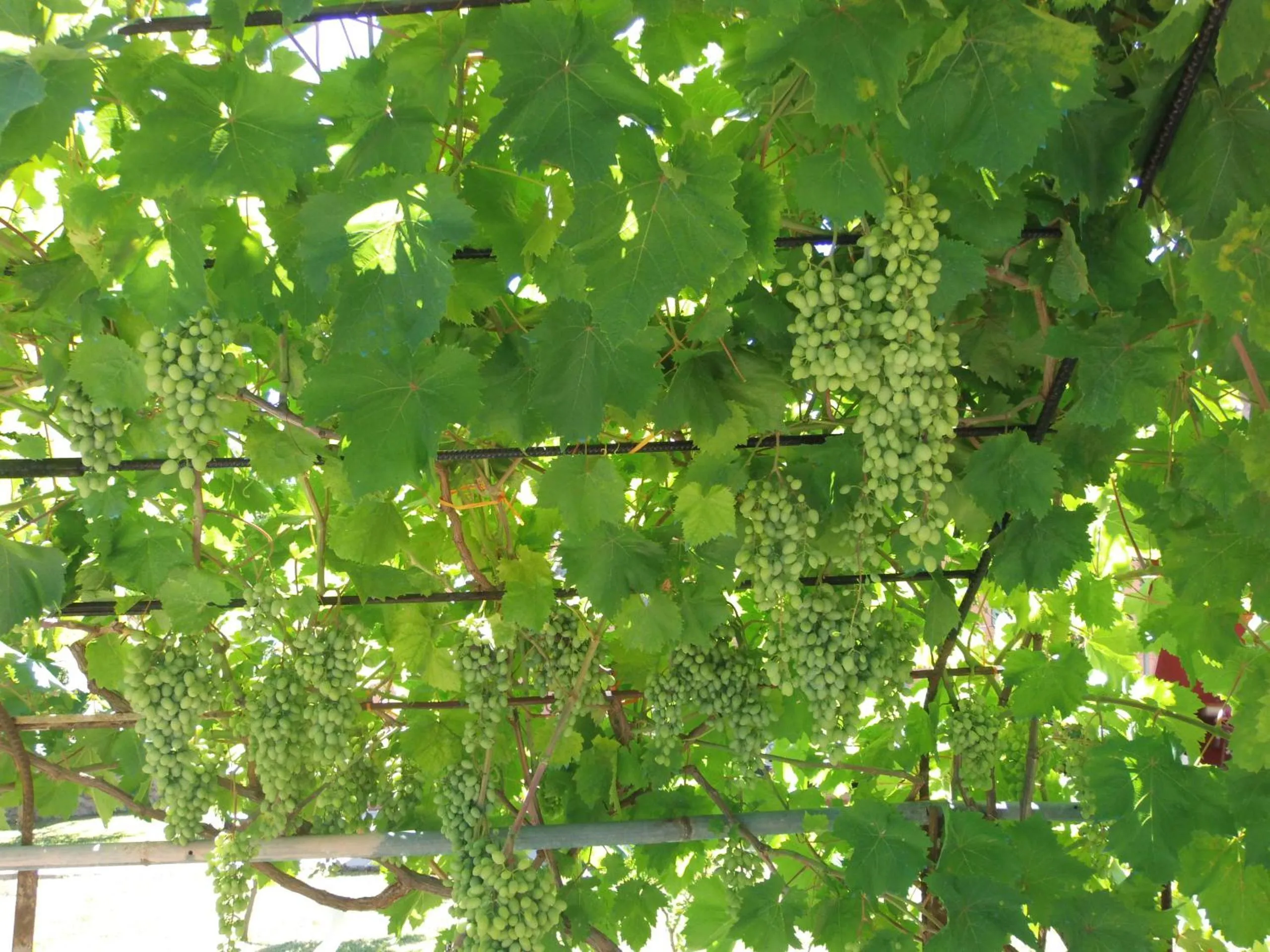 Garden in Amazona Apartments and Studios