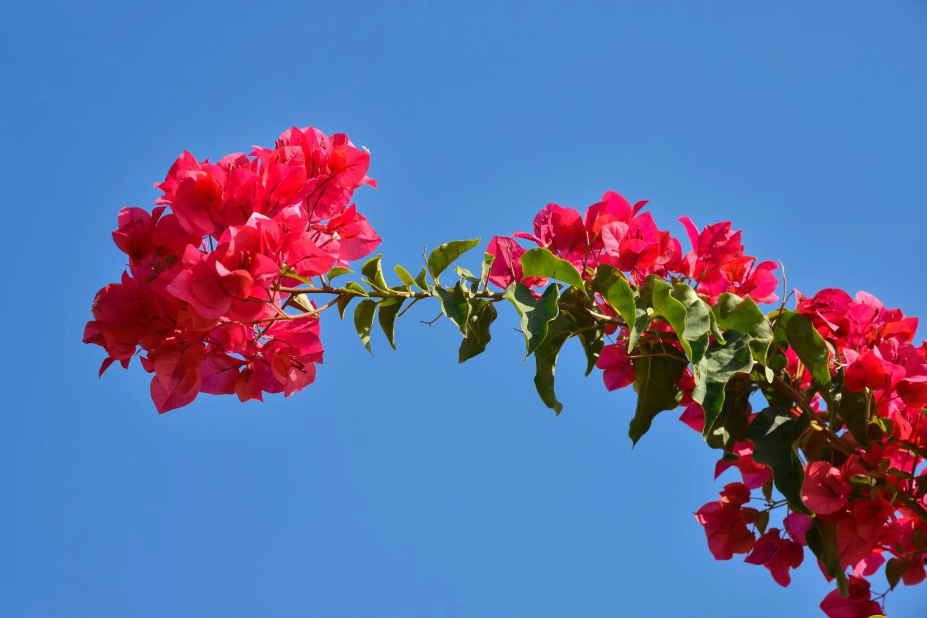 Garden in Makronisos Village