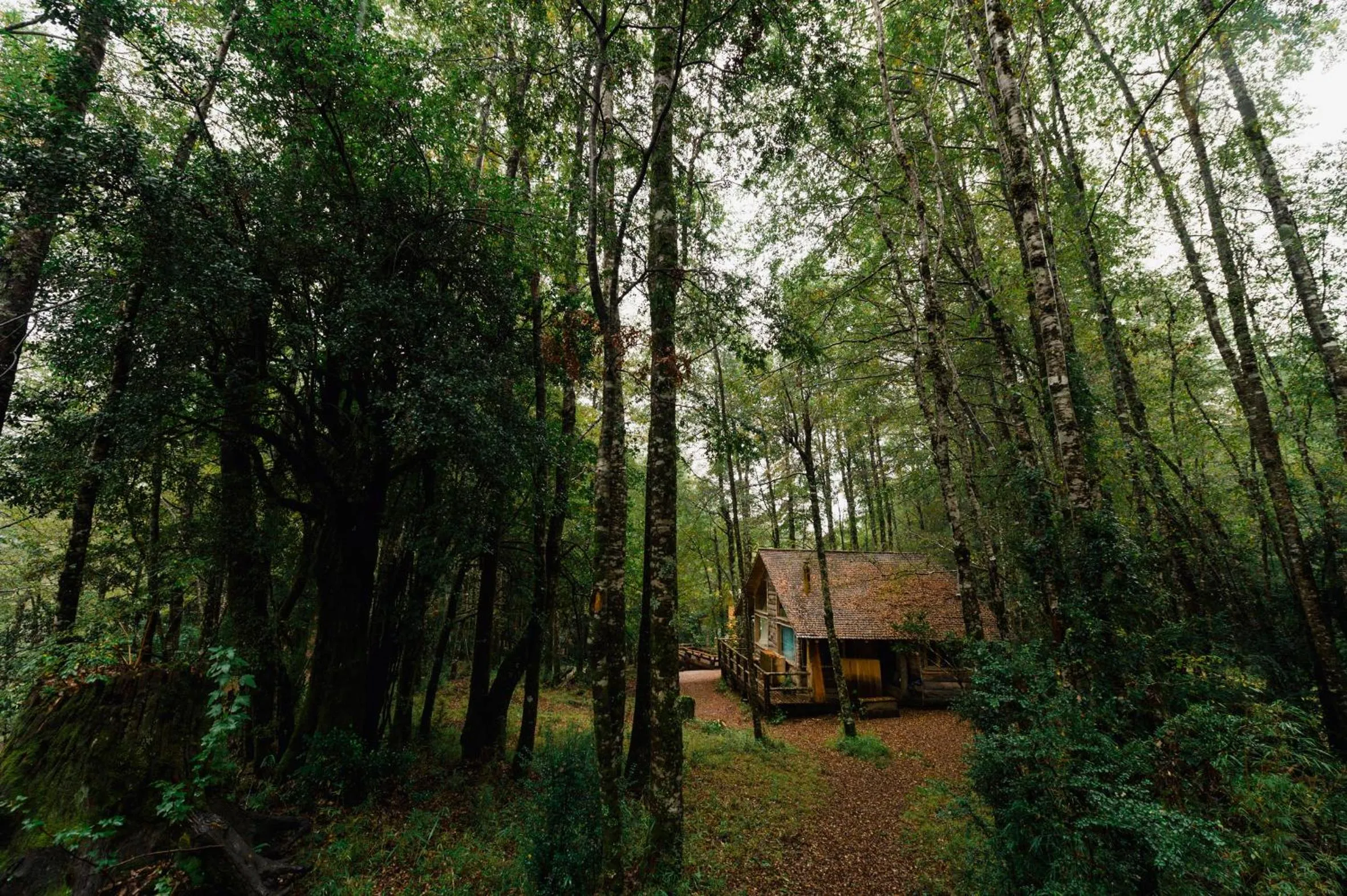 Huilo Huilo Cabañas del Bosque