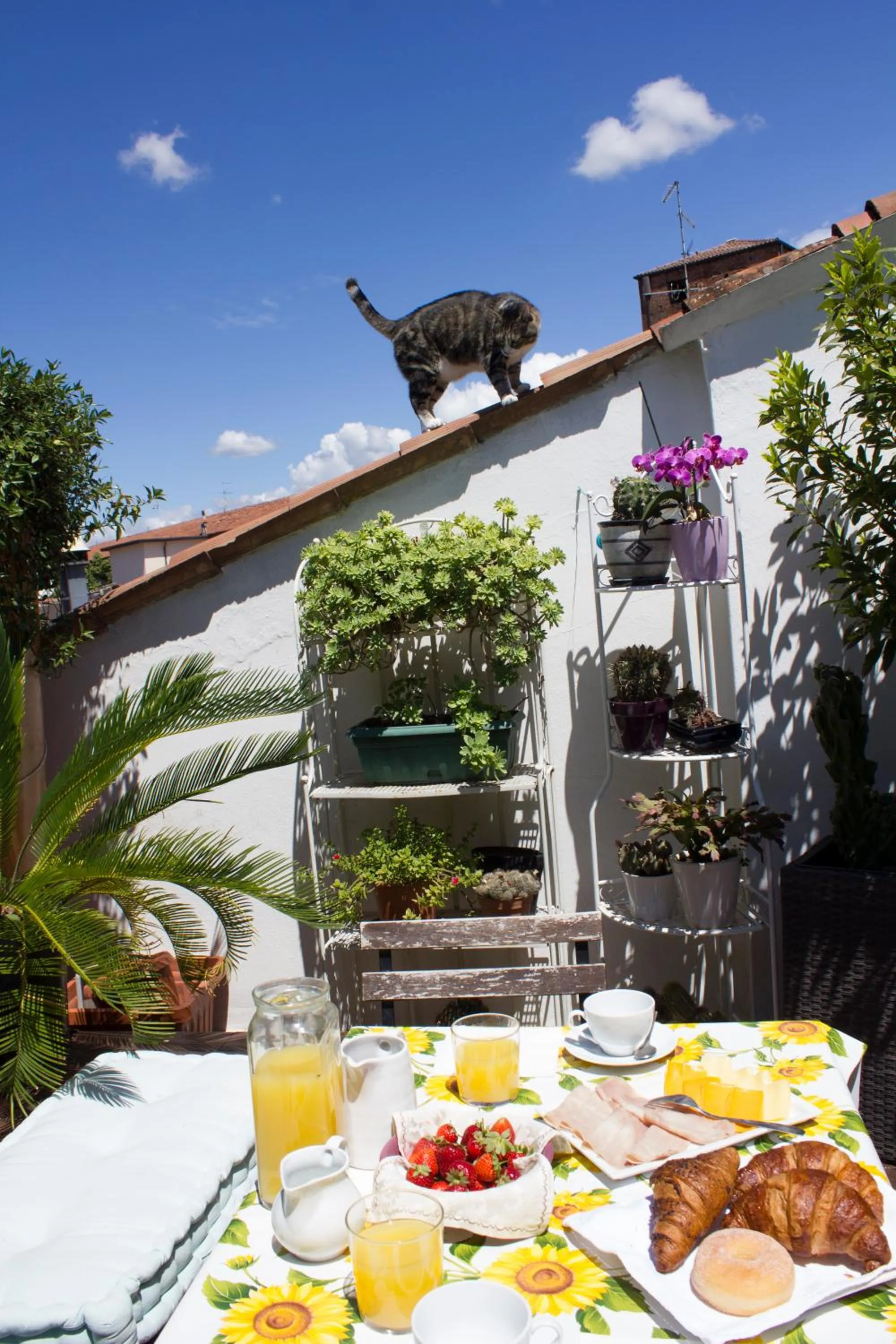 Balcony/Terrace in B&B Casanova