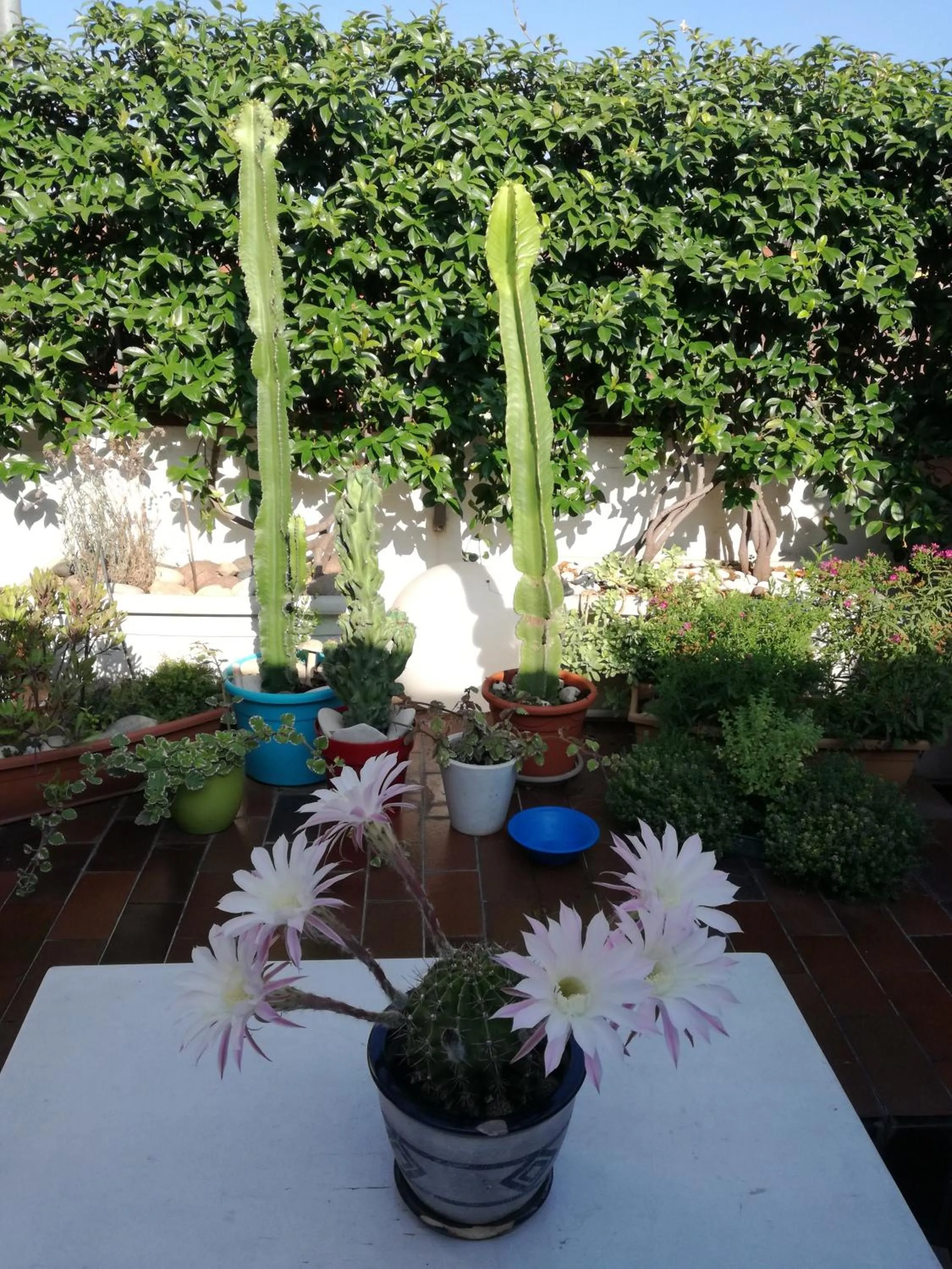 Balcony/Terrace in B&B Casanova