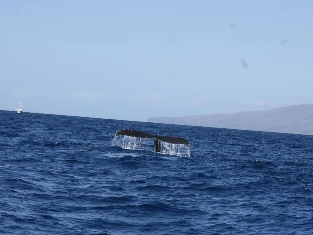 Animals in Mahana 316