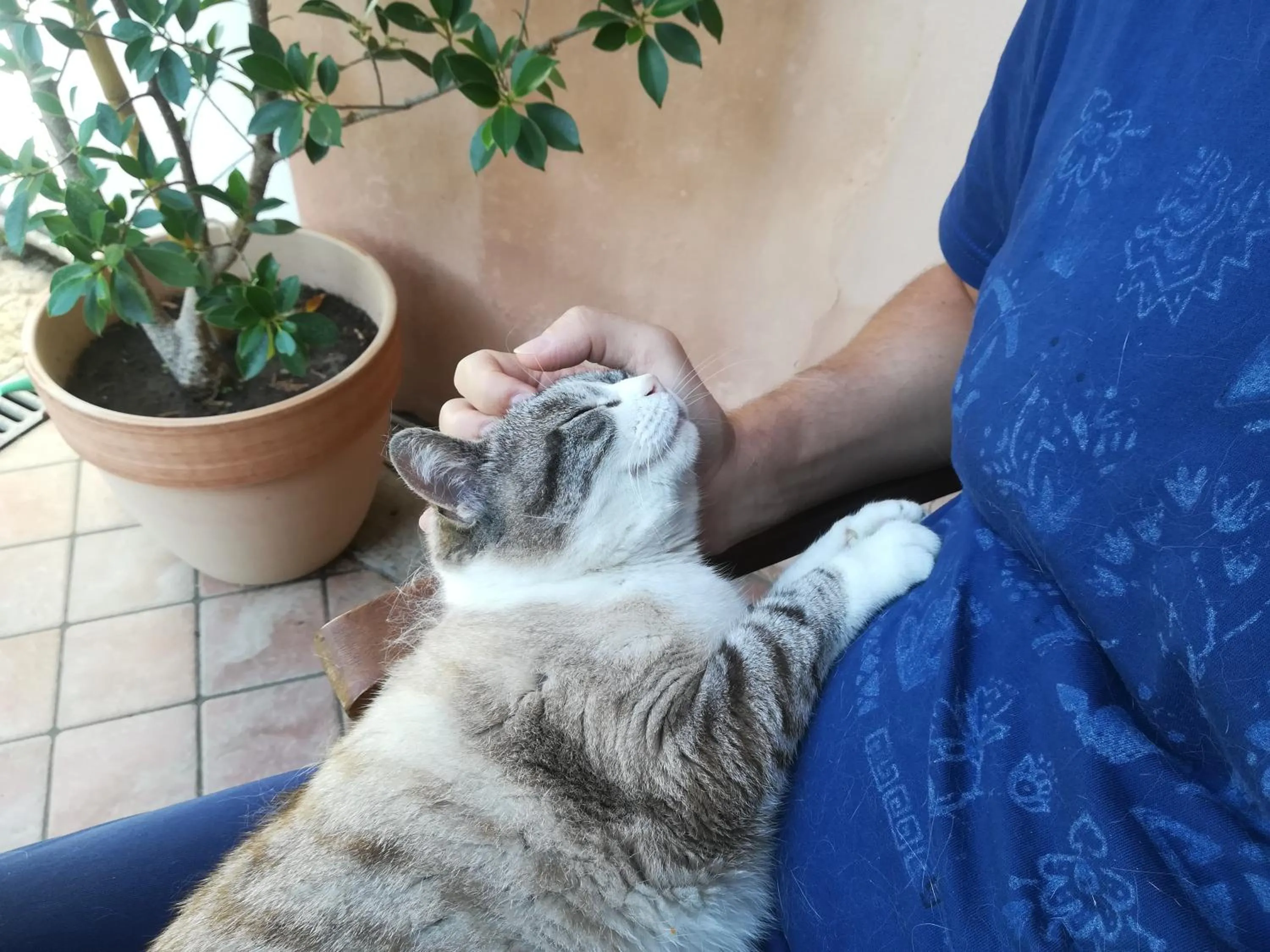 Animals in Il Colibrì Bed&Breakfast