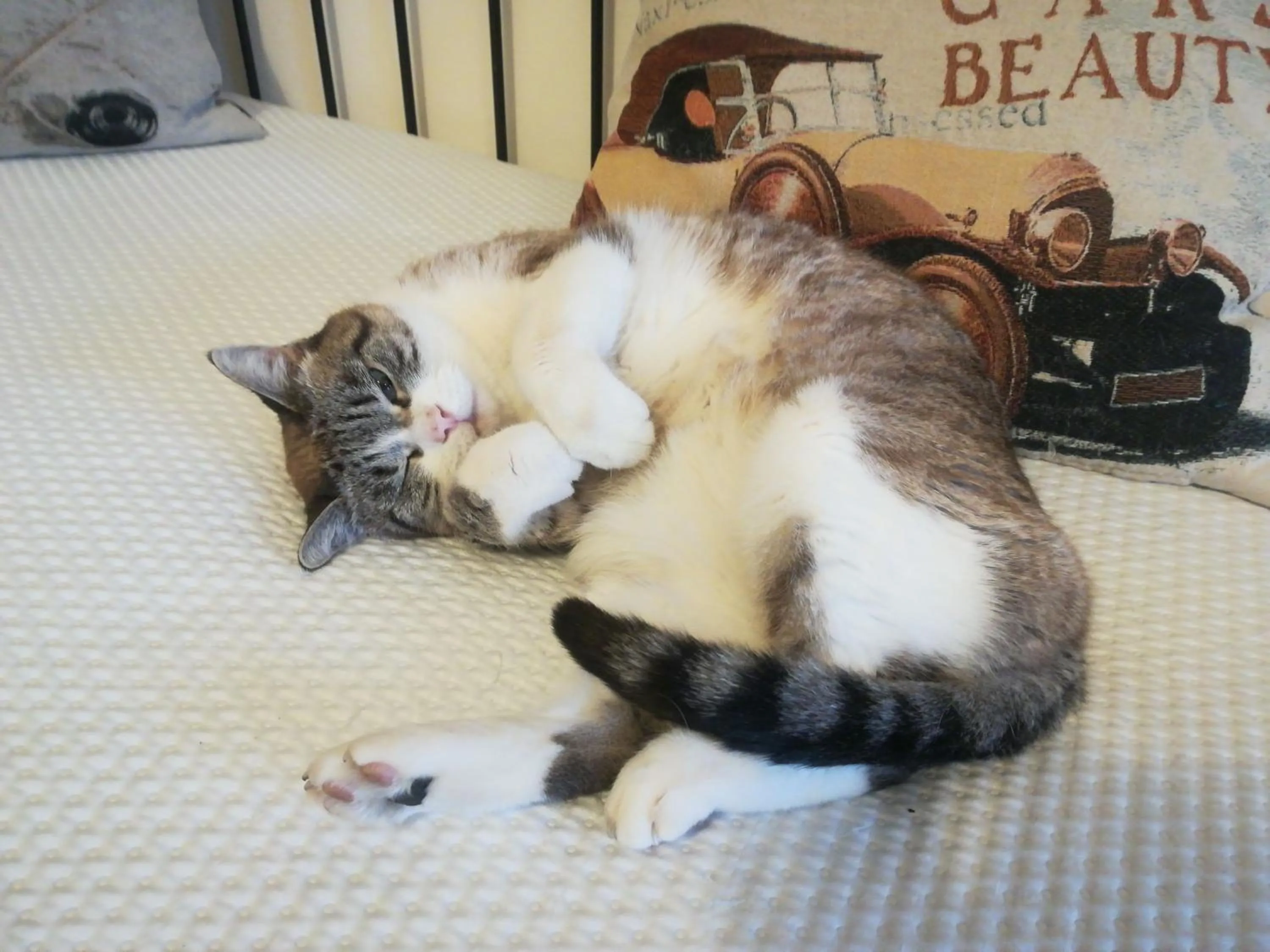 Animals in Il Colibrì Bed&Breakfast