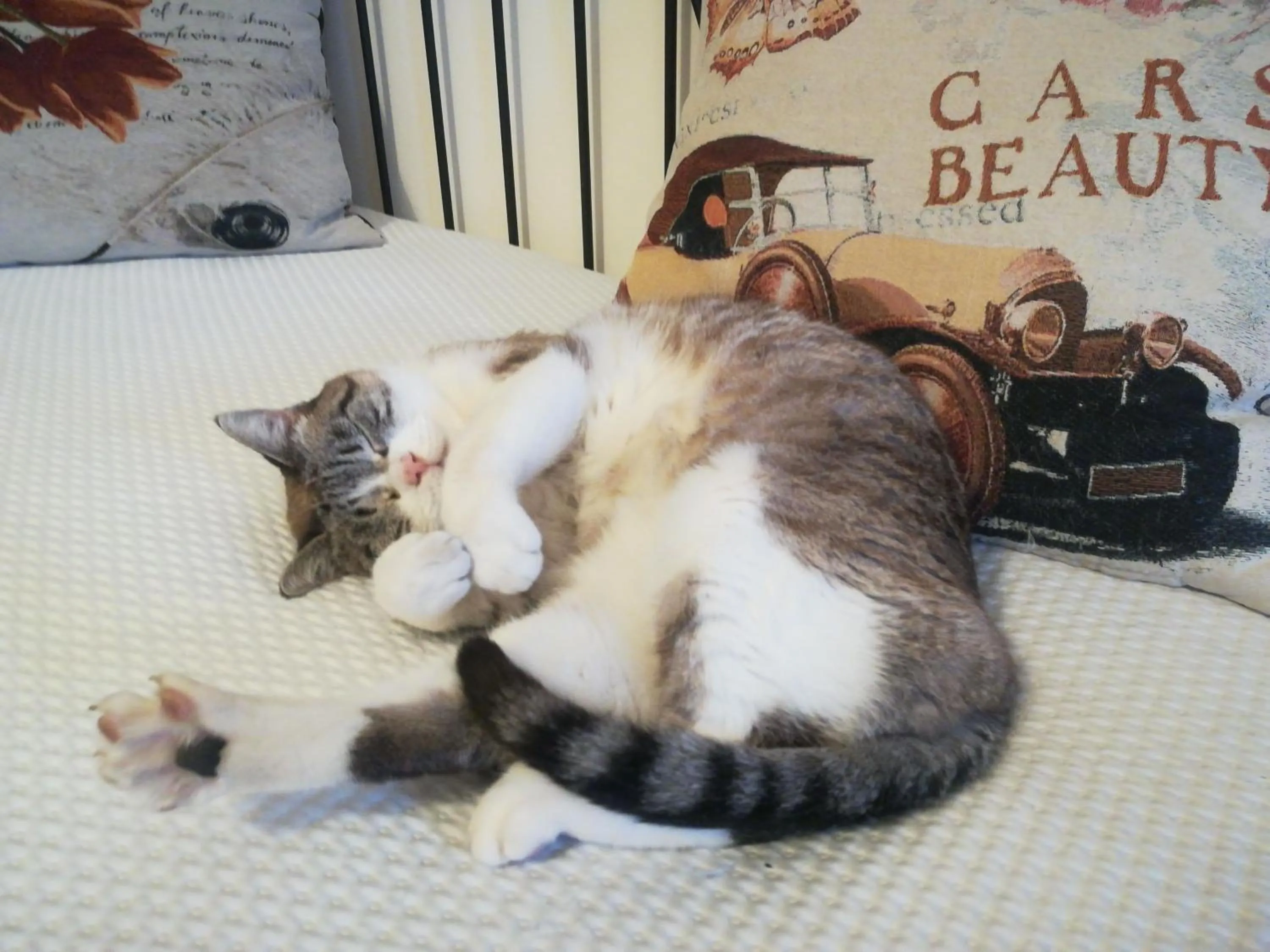 Animals in Il Colibrì Bed&Breakfast