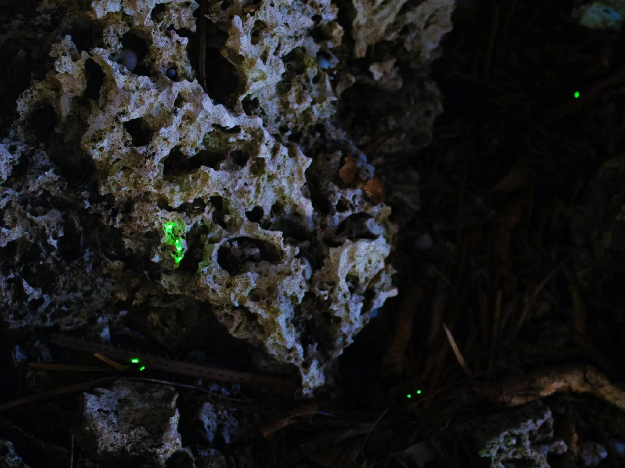 Garden in Hanalee Villa Kouri