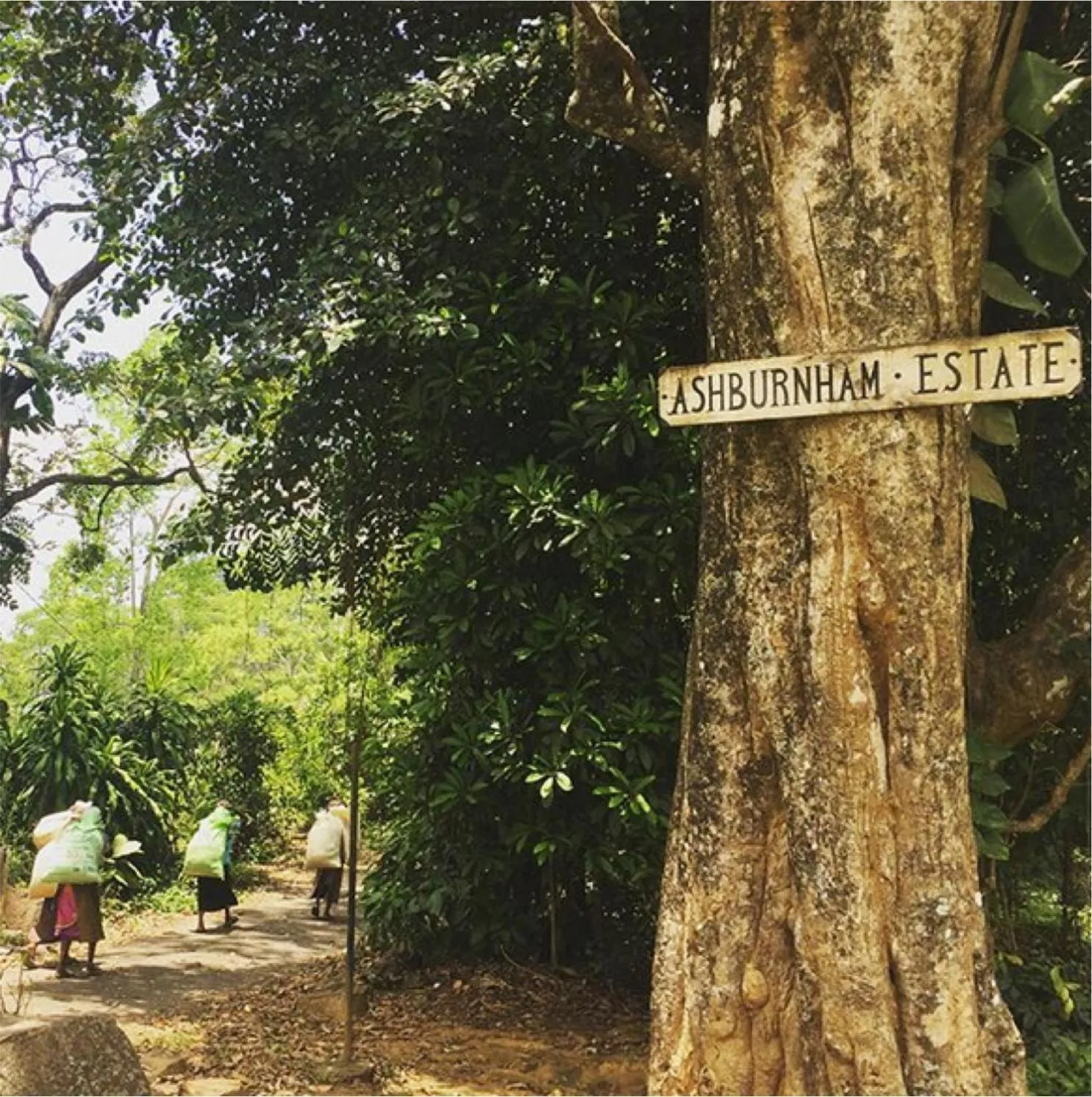 Facade/entrance in Ashburnham Estate-98 Acre Tea Estate with Private Waterfalls