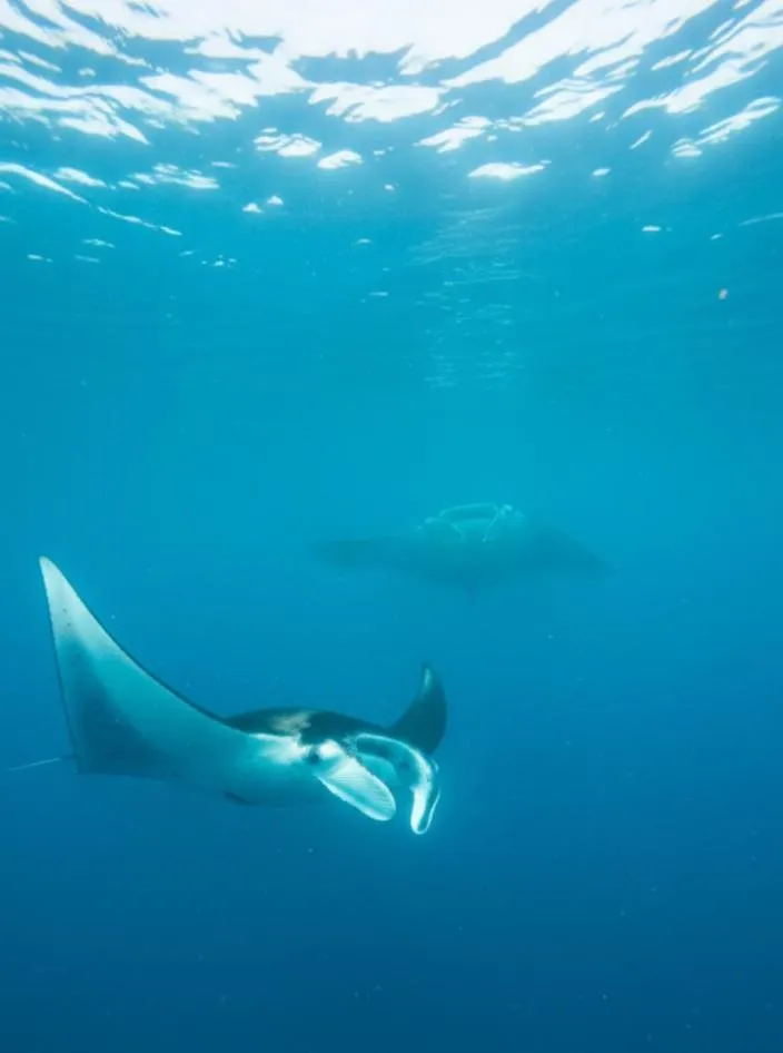 Diving in La Gautch Bungalow