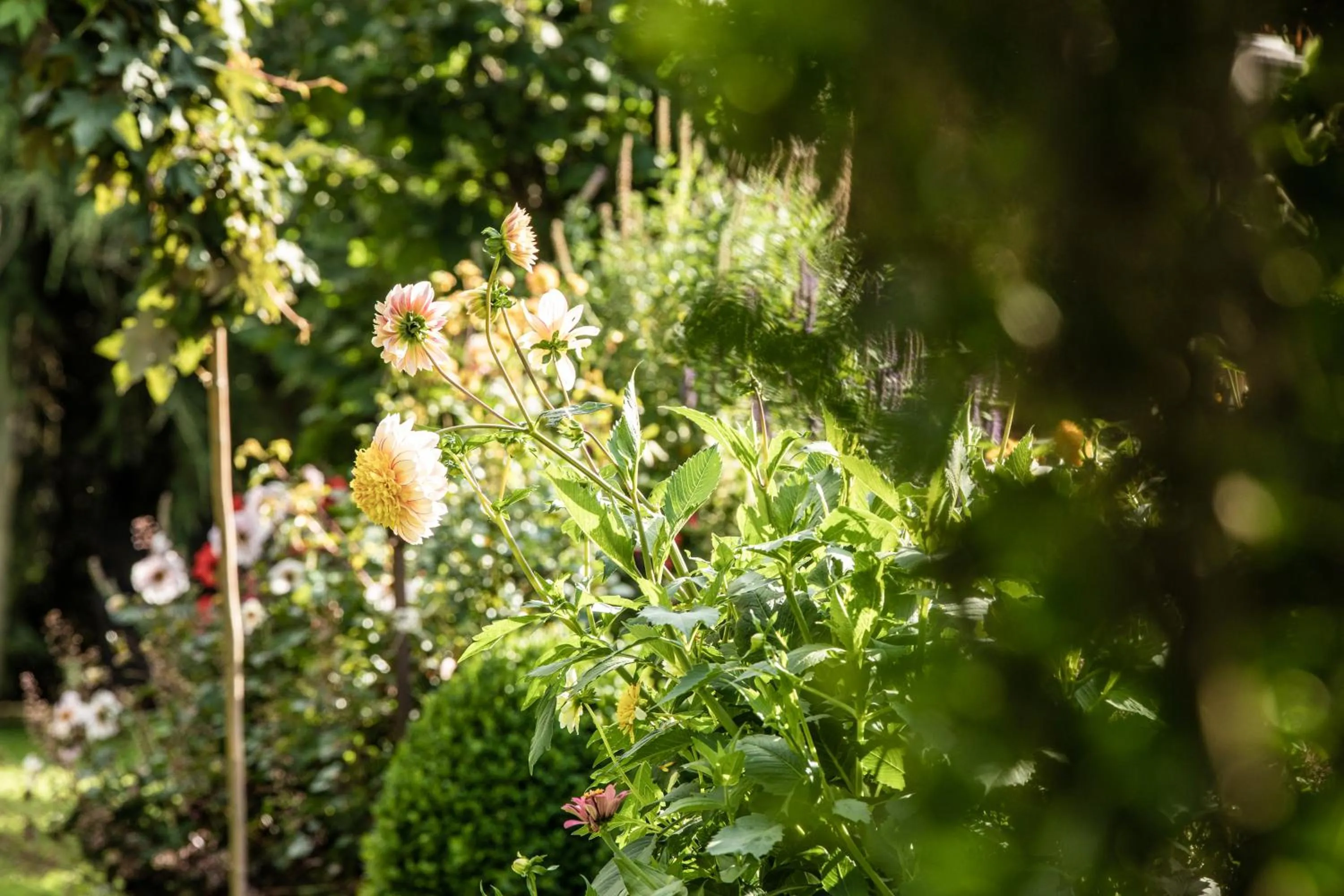 Natural landscape in Belvedere Dolomites Flower Hotel
