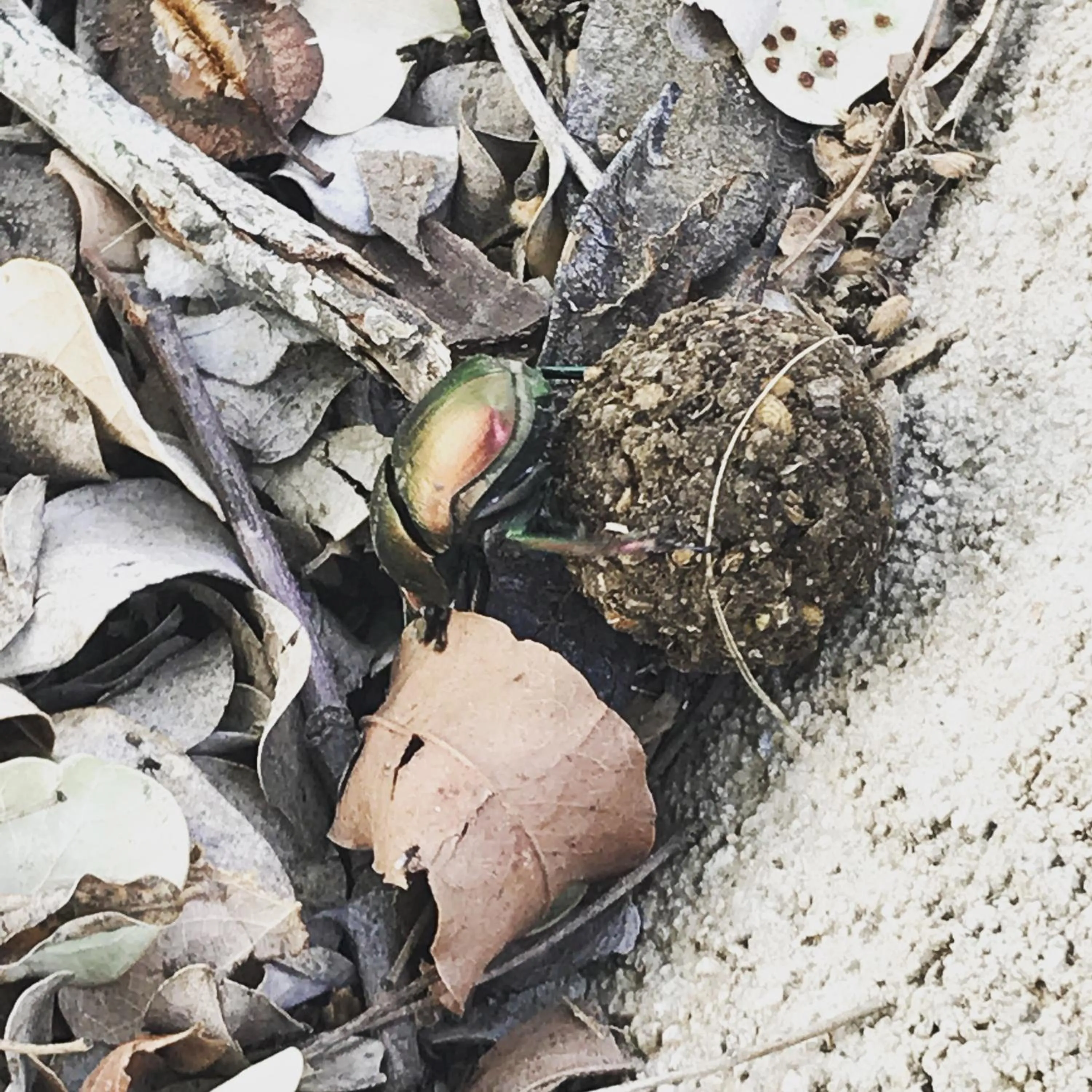 Animals in Hyenas Call