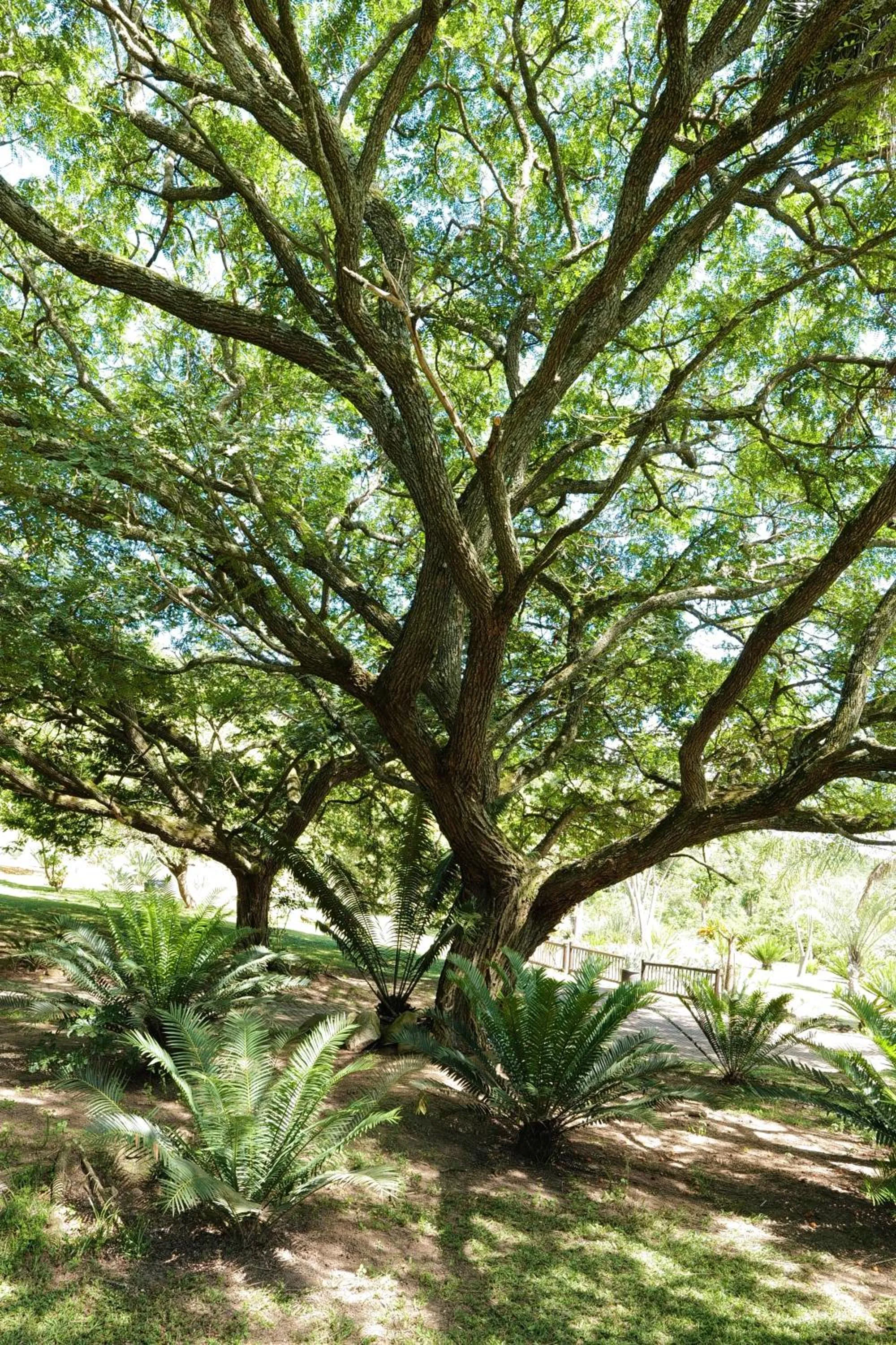 Garden view in Leopards Ledge