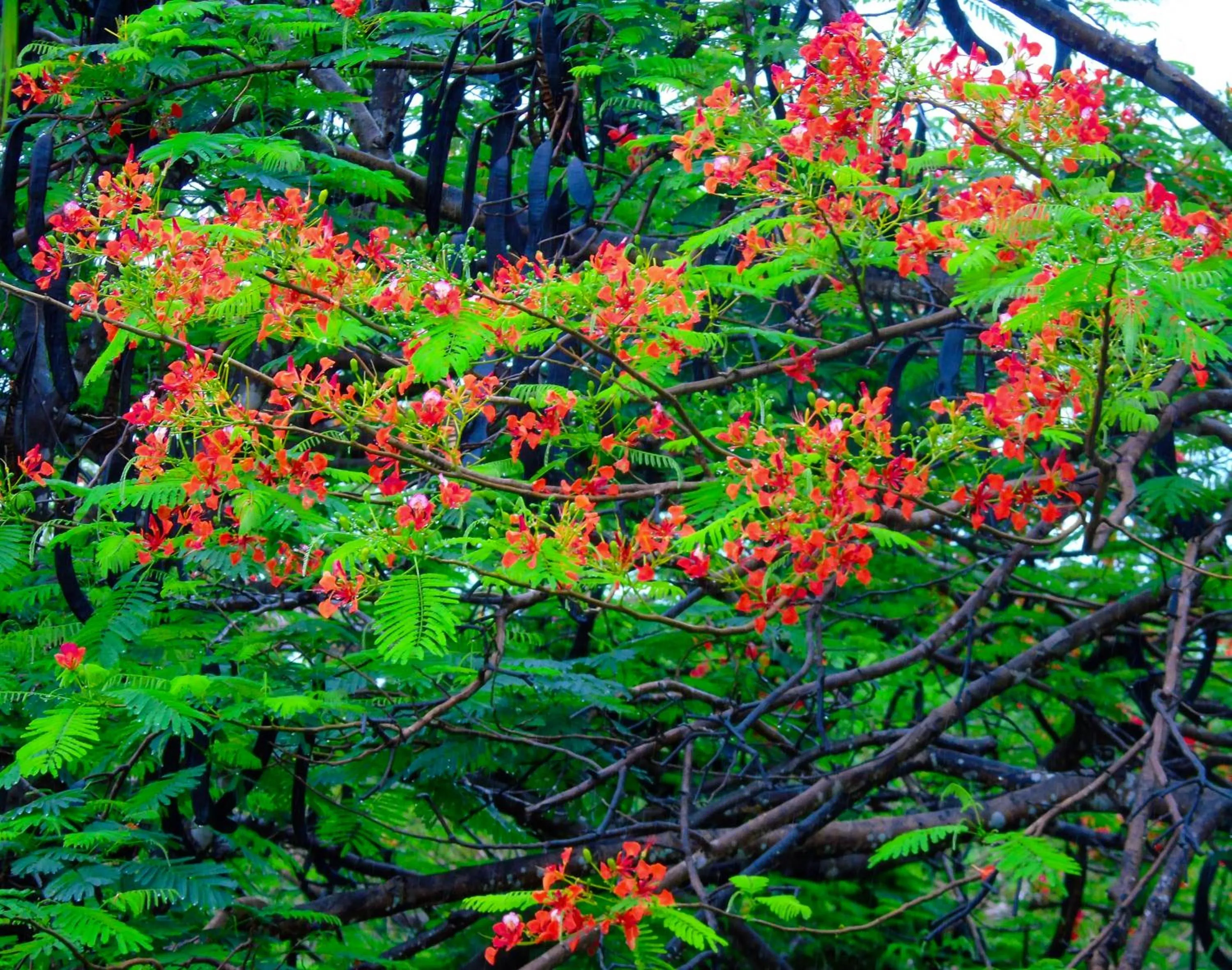 Natural landscape in Latica Lodge